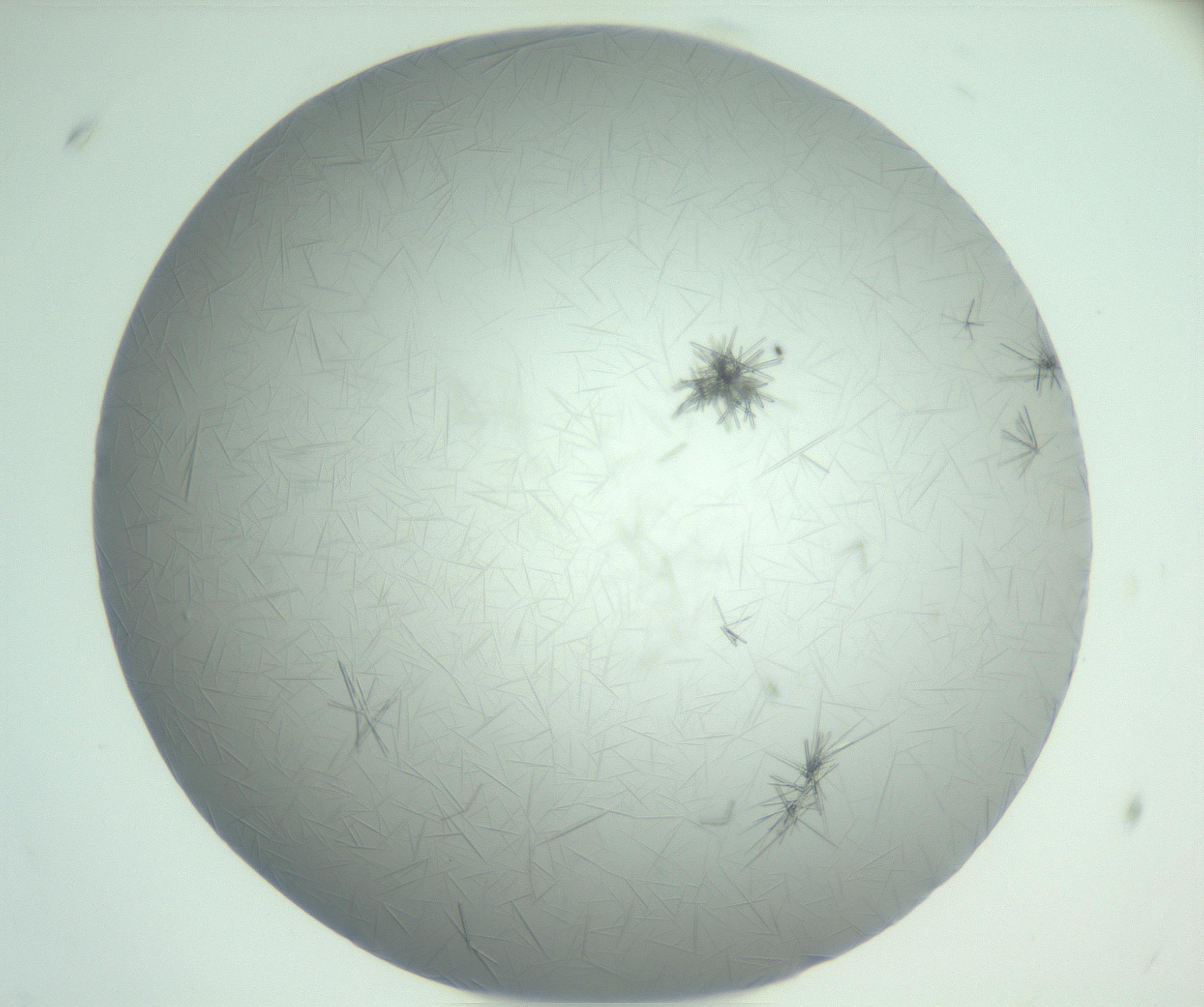 RI01_03_000_0212_Proj1_Clon1_MC_0000MC102988_003_161119_02_07_01_00_99_002_001_RAI.jpg