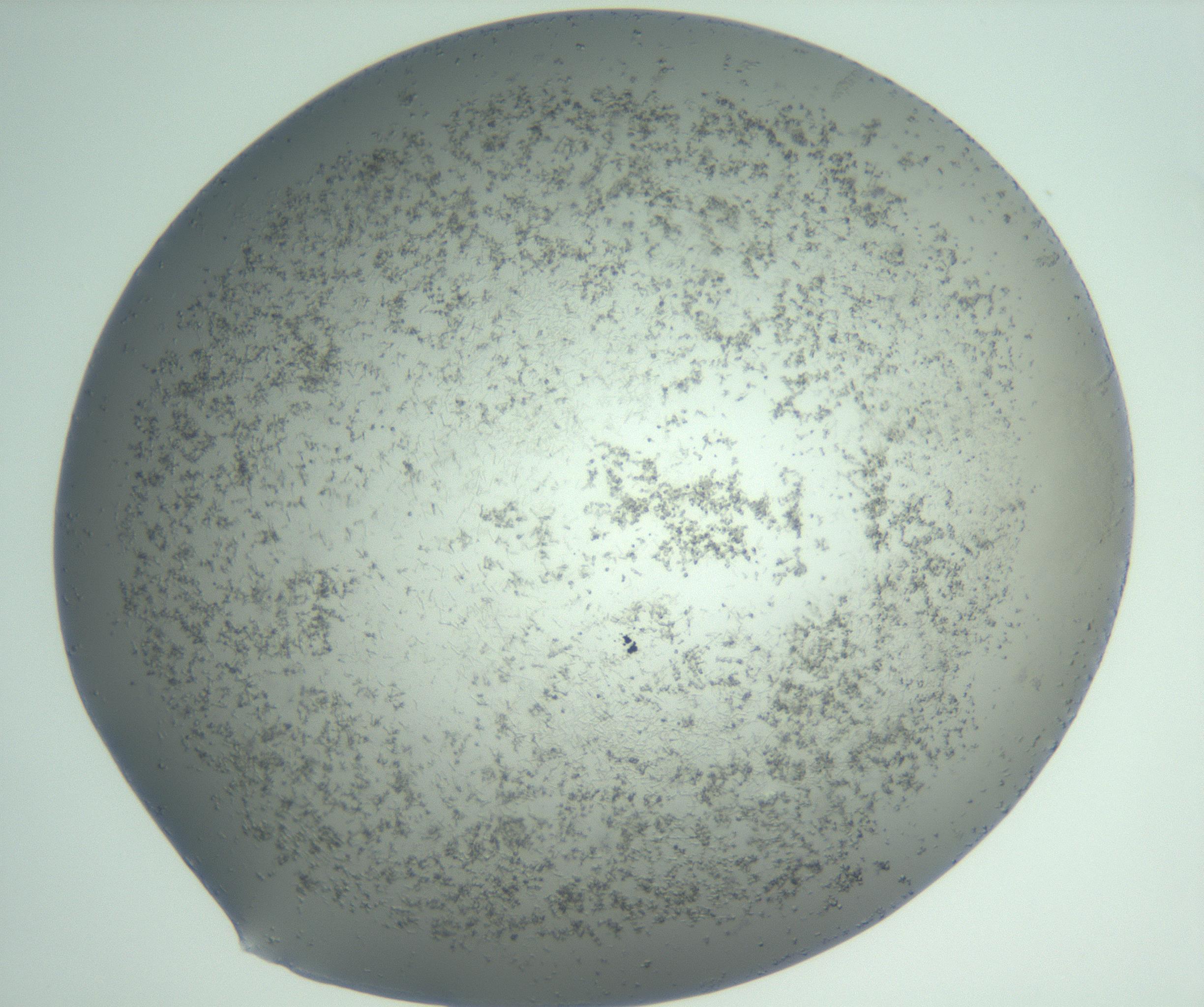 RI01_03_000_0212_Proj1_Clon1_MC_0000MC102988_003_161119_02_07_02_00_99_002_001_RAI.jpg