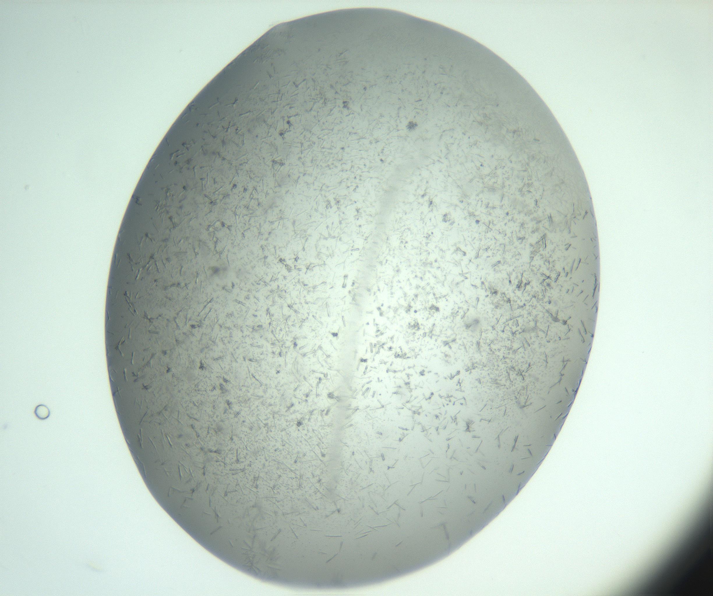 RI01_03_000_0212_Proj1_Clon1_MC_0000MC102988_003_161119_03_05_02_00_99_002_001_RAI.jpg