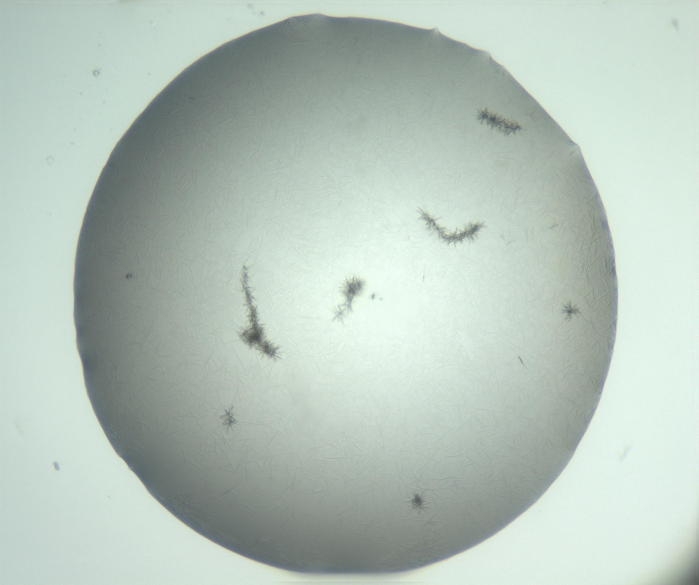 RI01_03_000_0212_Proj1_Clon1_MC_0000MC102988_003_161119_03_06_01_00_99_002_001_RAI.jpg