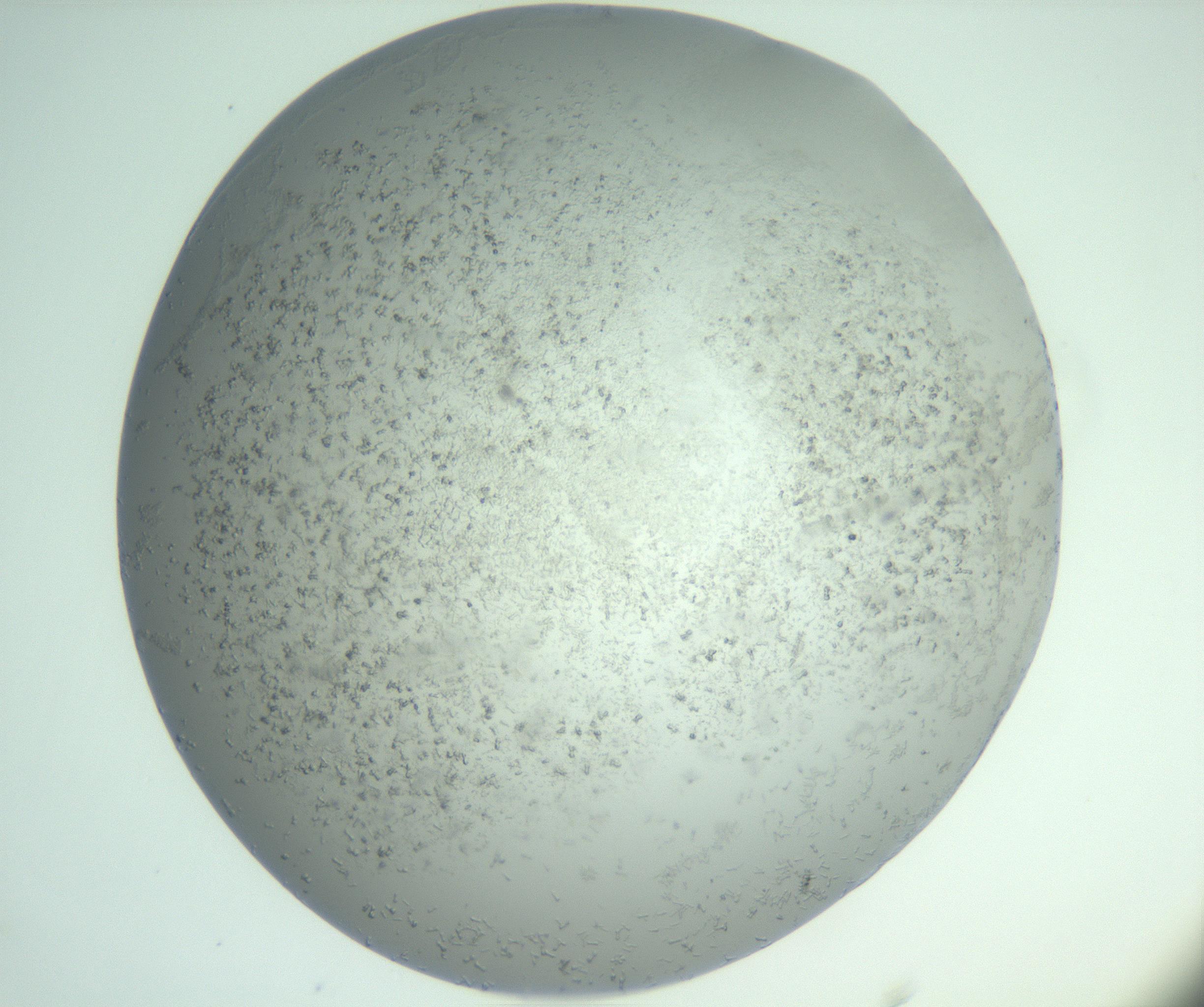 RI01_03_000_0212_Proj1_Clon1_MC_0000MC102988_003_161119_03_06_02_00_99_002_001_RAI.jpg