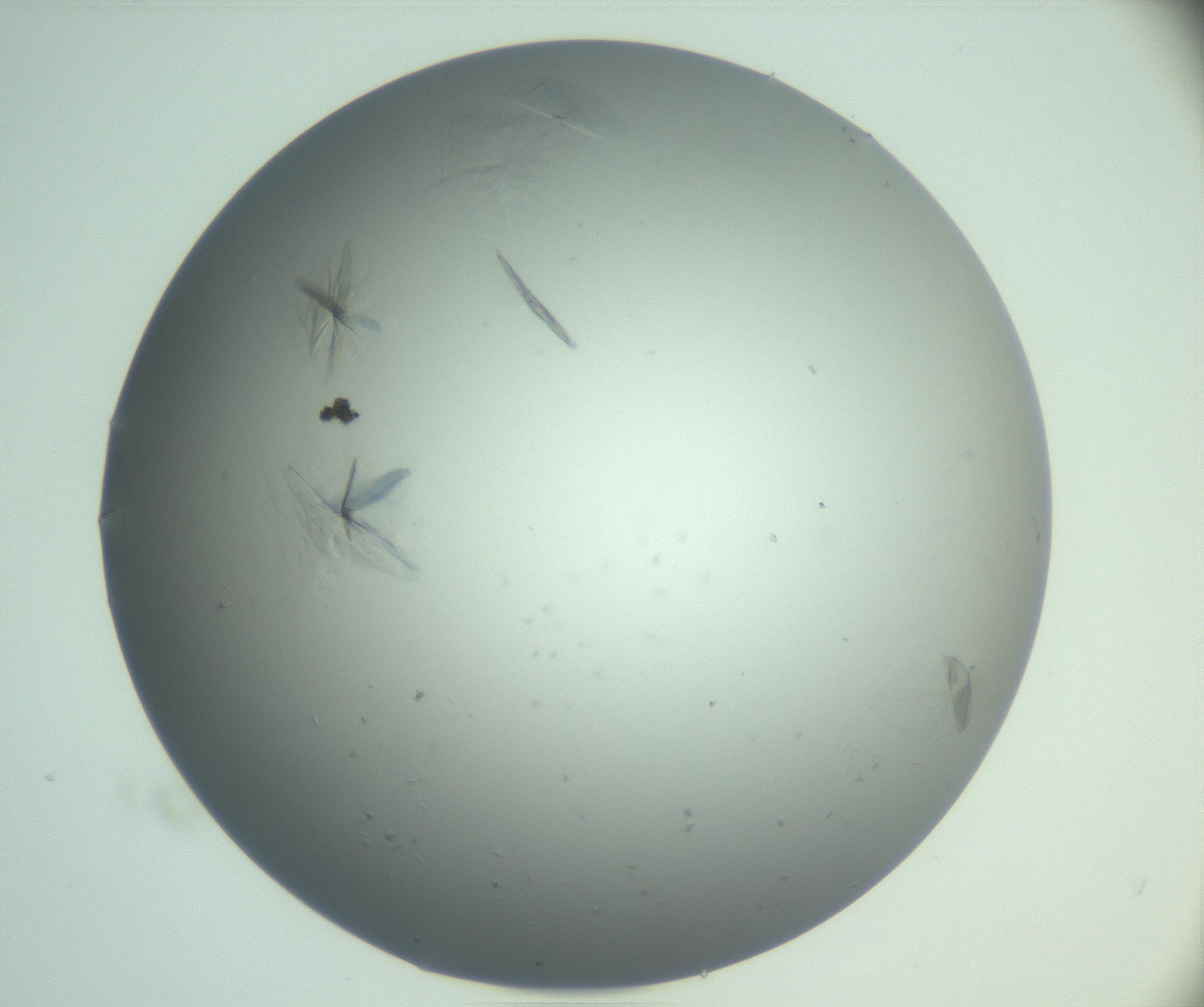 RI01_03_000_0212_Proj1_Clon1_MC_0000MC102988_003_161119_03_07_01_00_99_002_001_RAI.jpg