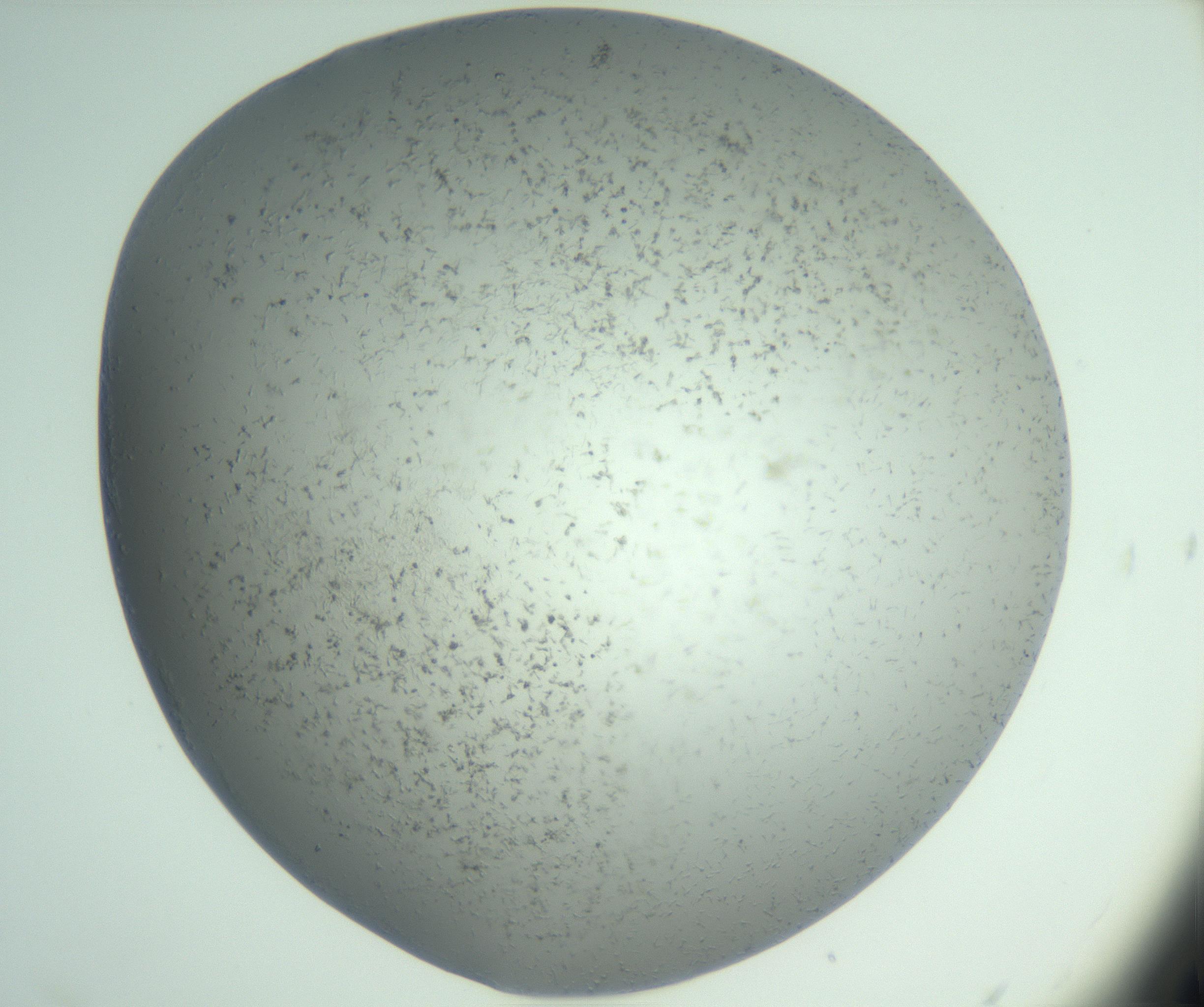 RI01_03_000_0212_Proj1_Clon1_MC_0000MC102988_003_161119_04_01_02_00_99_002_001_RAI.jpg