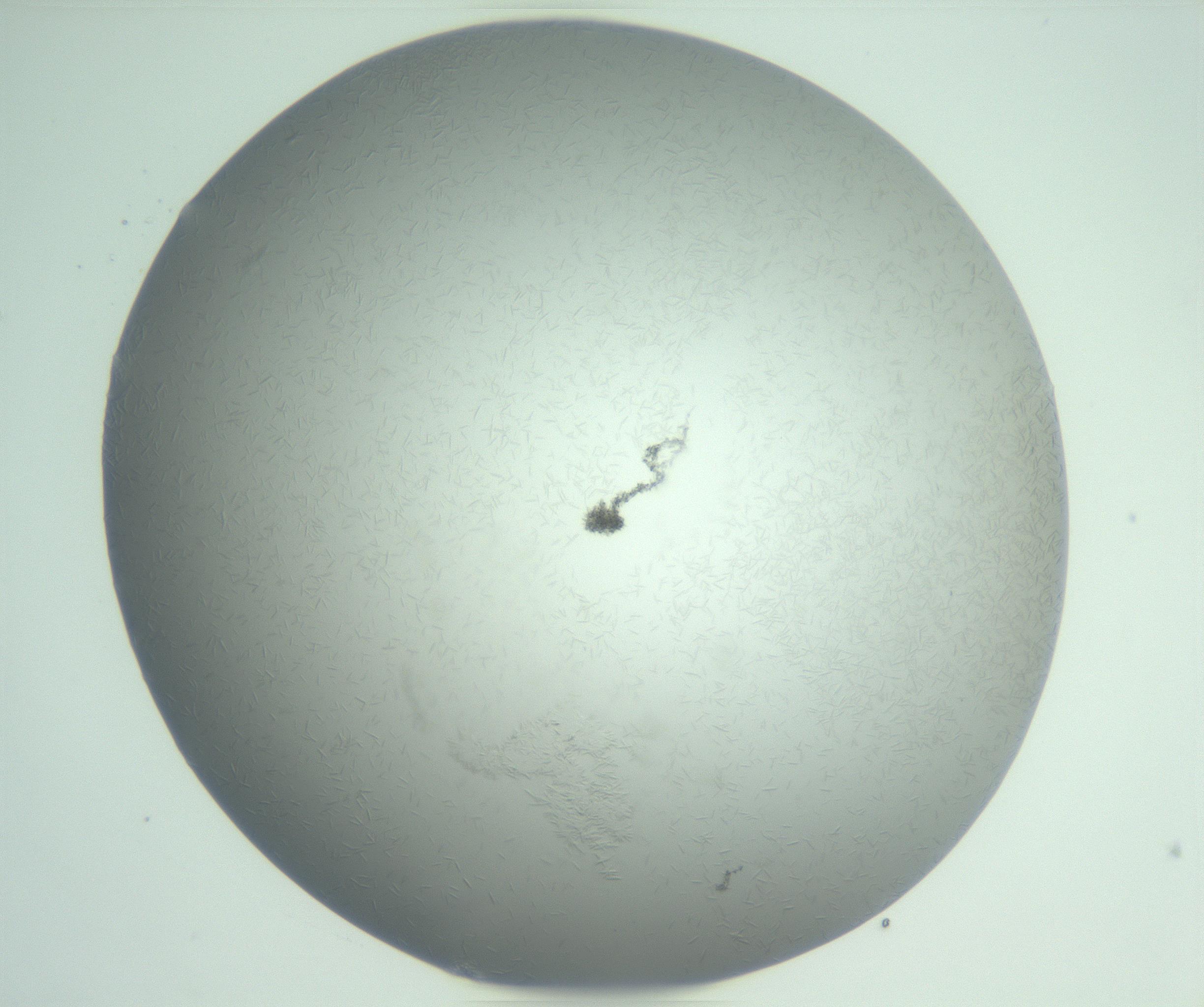 RI01_03_000_0212_Proj1_Clon1_MC_0000MC102988_003_161119_04_06_01_00_99_002_001_RAI.jpg