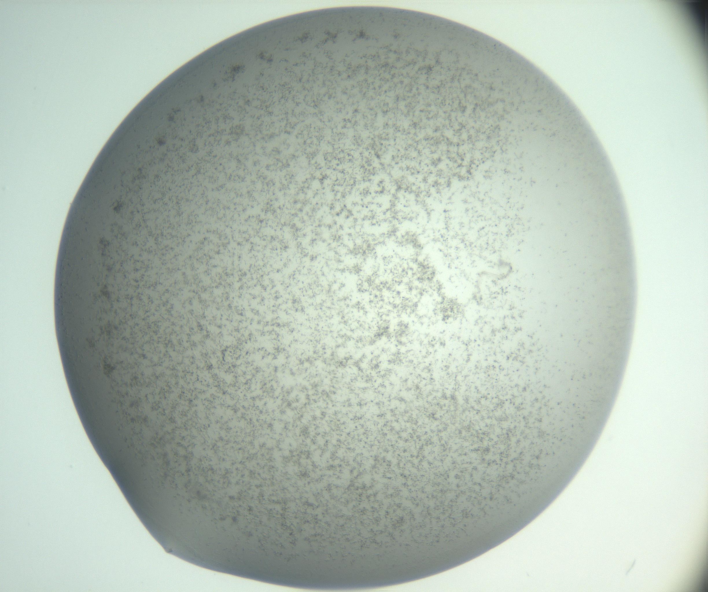 RI01_03_000_0212_Proj1_Clon1_MC_0000MC102988_003_161119_04_07_02_00_99_002_001_RAI.jpg