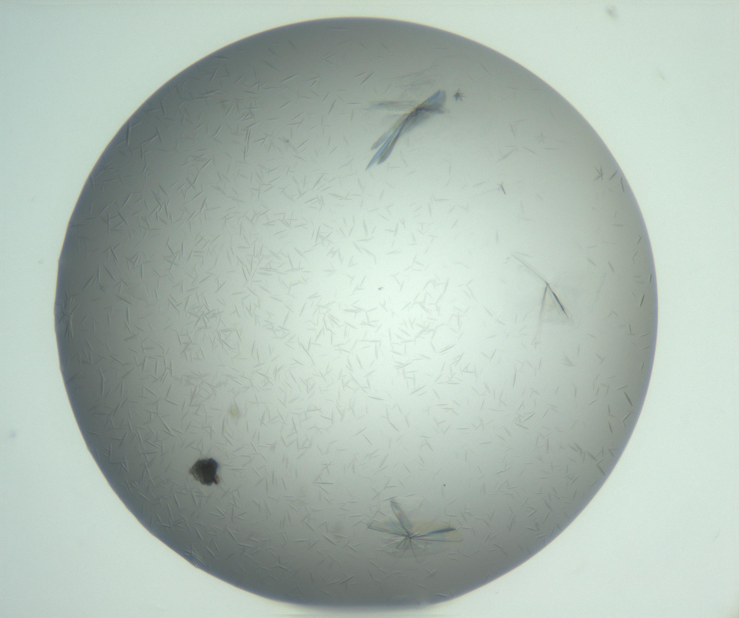 RI01_03_000_0212_Proj1_Clon1_MC_0000MC102988_003_161119_05_02_01_00_99_002_001_RAI.jpg