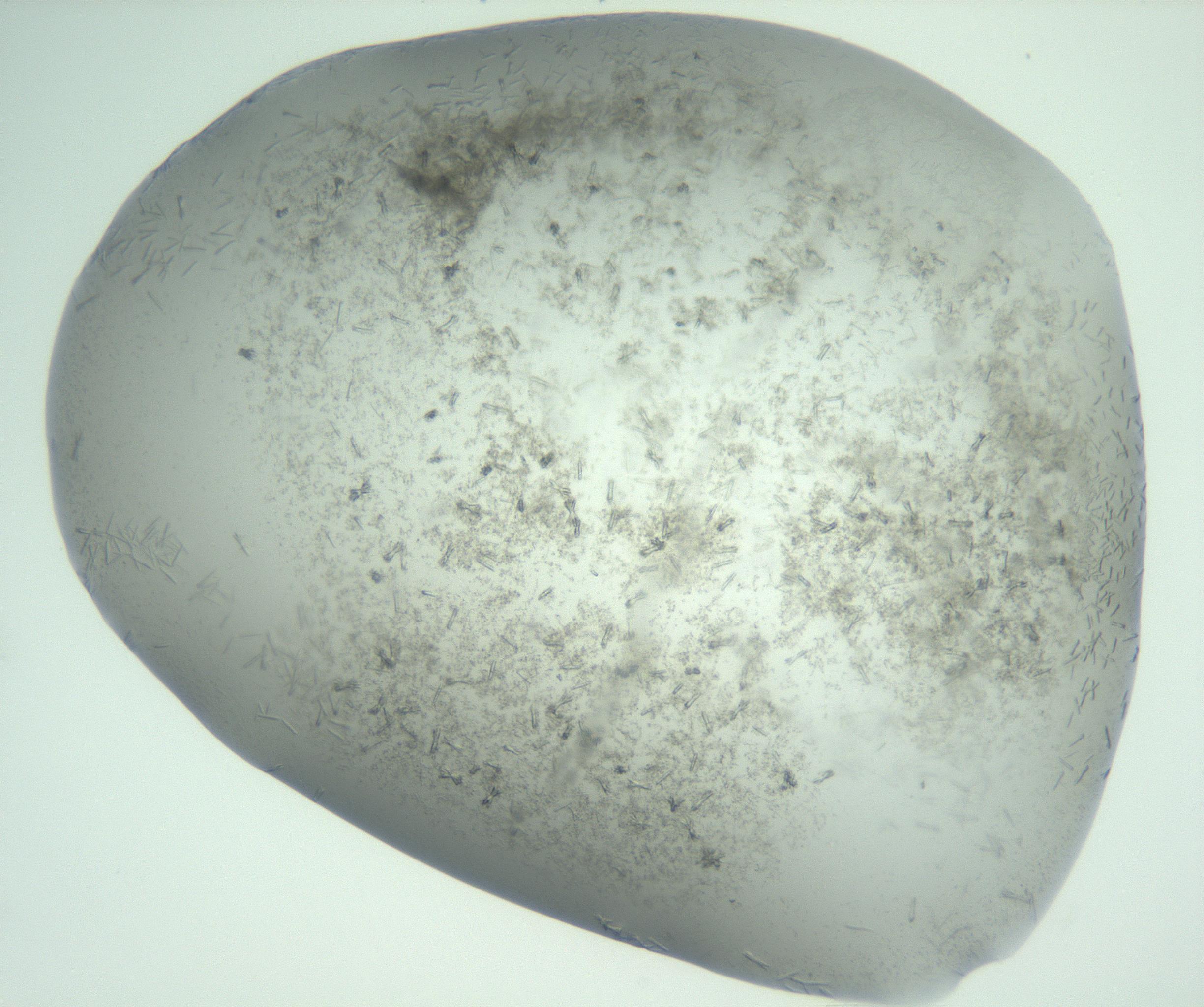 RI01_03_000_0212_Proj1_Clon1_MC_0000MC102988_003_161119_05_02_02_00_99_002_001_RAI.jpg