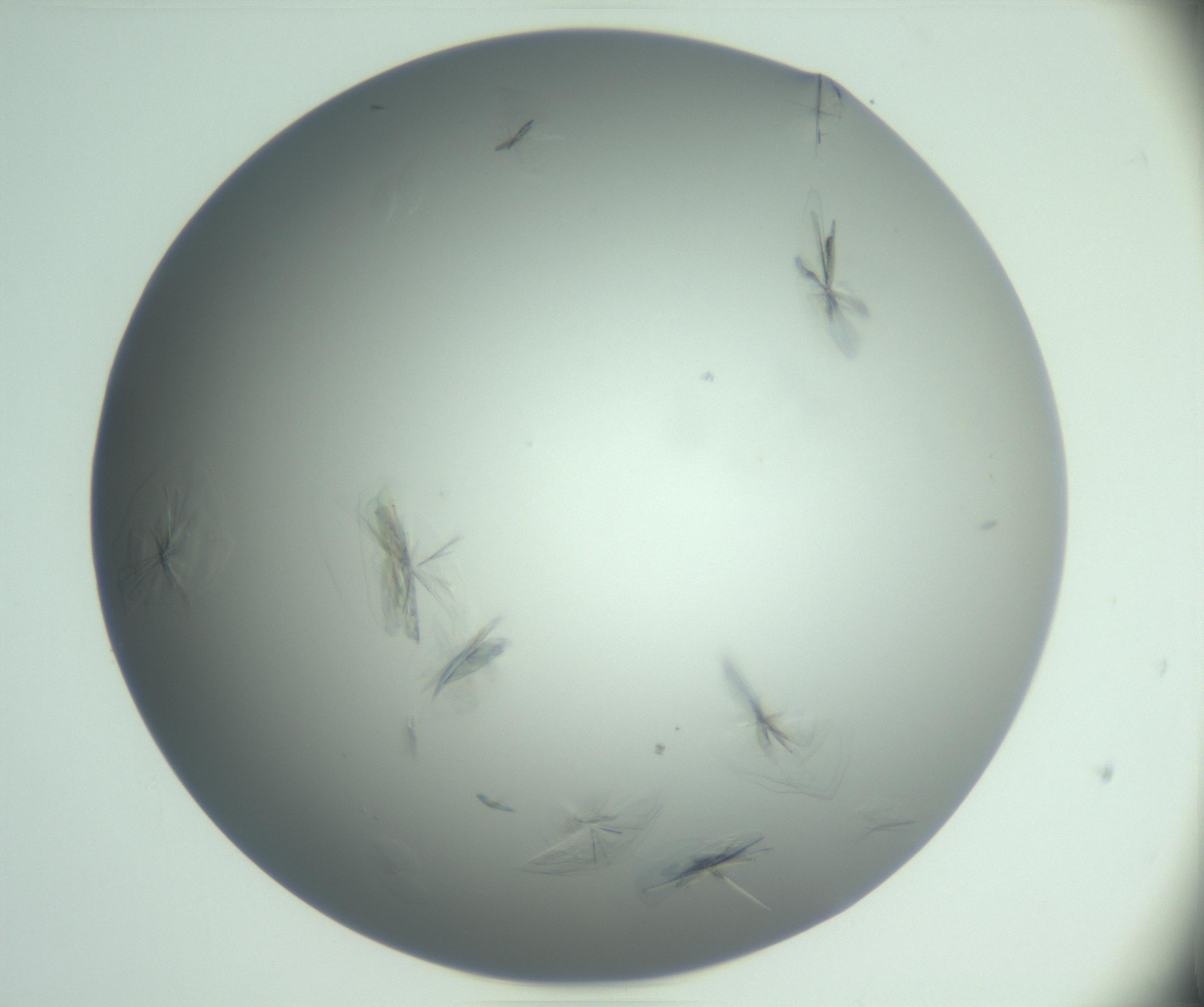 RI01_03_000_0212_Proj1_Clon1_MC_0000MC102988_003_161119_05_05_01_00_99_002_001_RAI.jpg