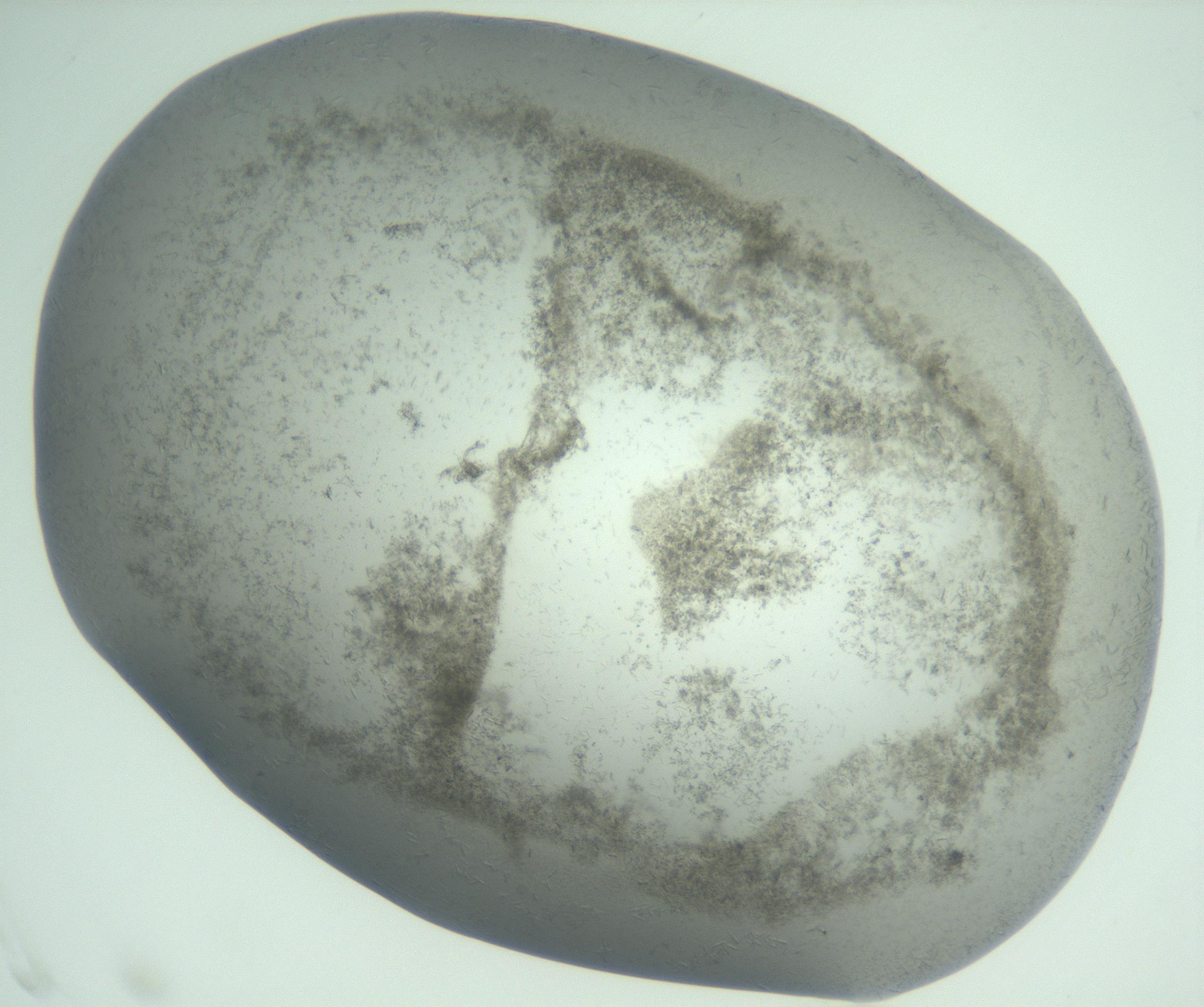RI01_03_000_0212_Proj1_Clon1_MC_0000MC102988_003_161119_06_01_02_00_99_002_001_RAI.jpg