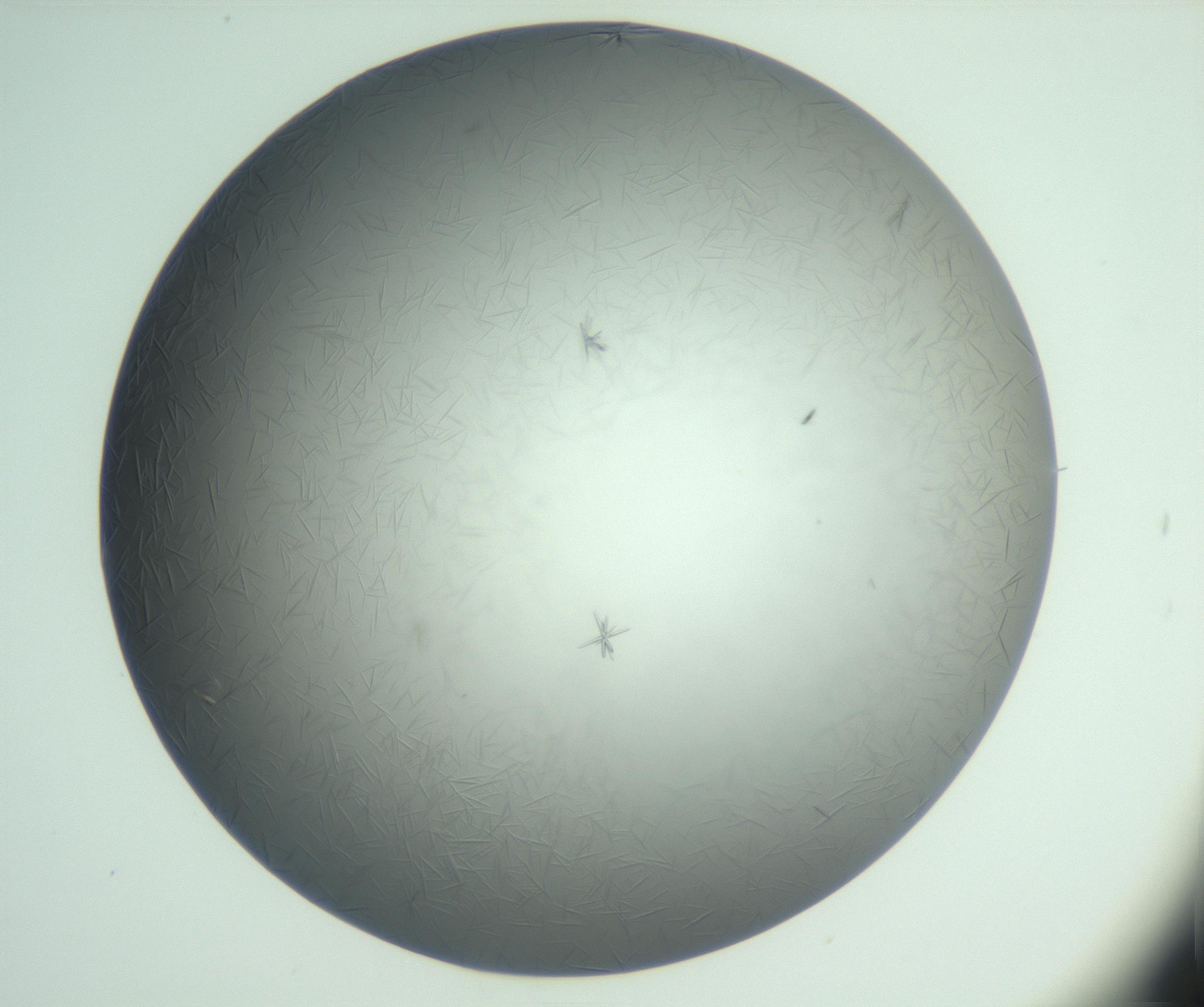 RI01_03_000_0212_Proj1_Clon1_MC_0000MC102988_003_161119_06_03_01_00_99_002_001_RAI.jpg