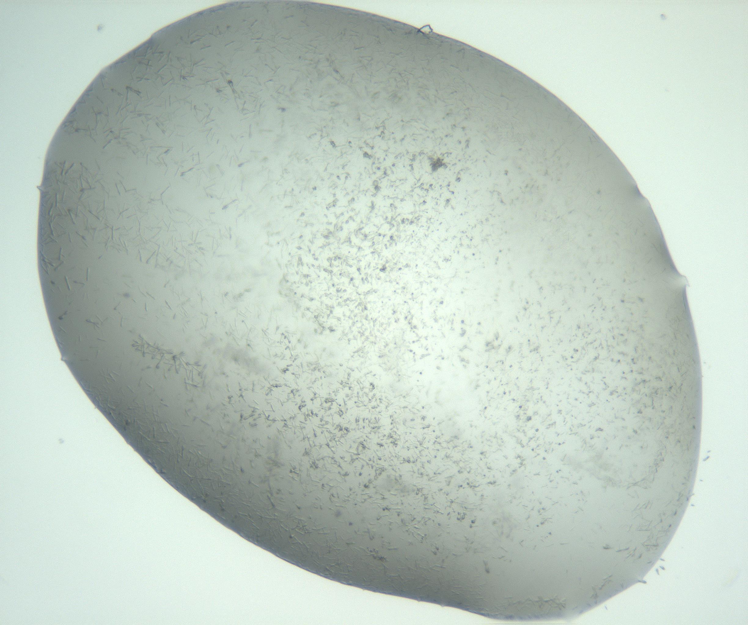 RI01_03_000_0212_Proj1_Clon1_MC_0000MC102988_003_161119_06_03_02_00_99_002_001_RAI.jpg