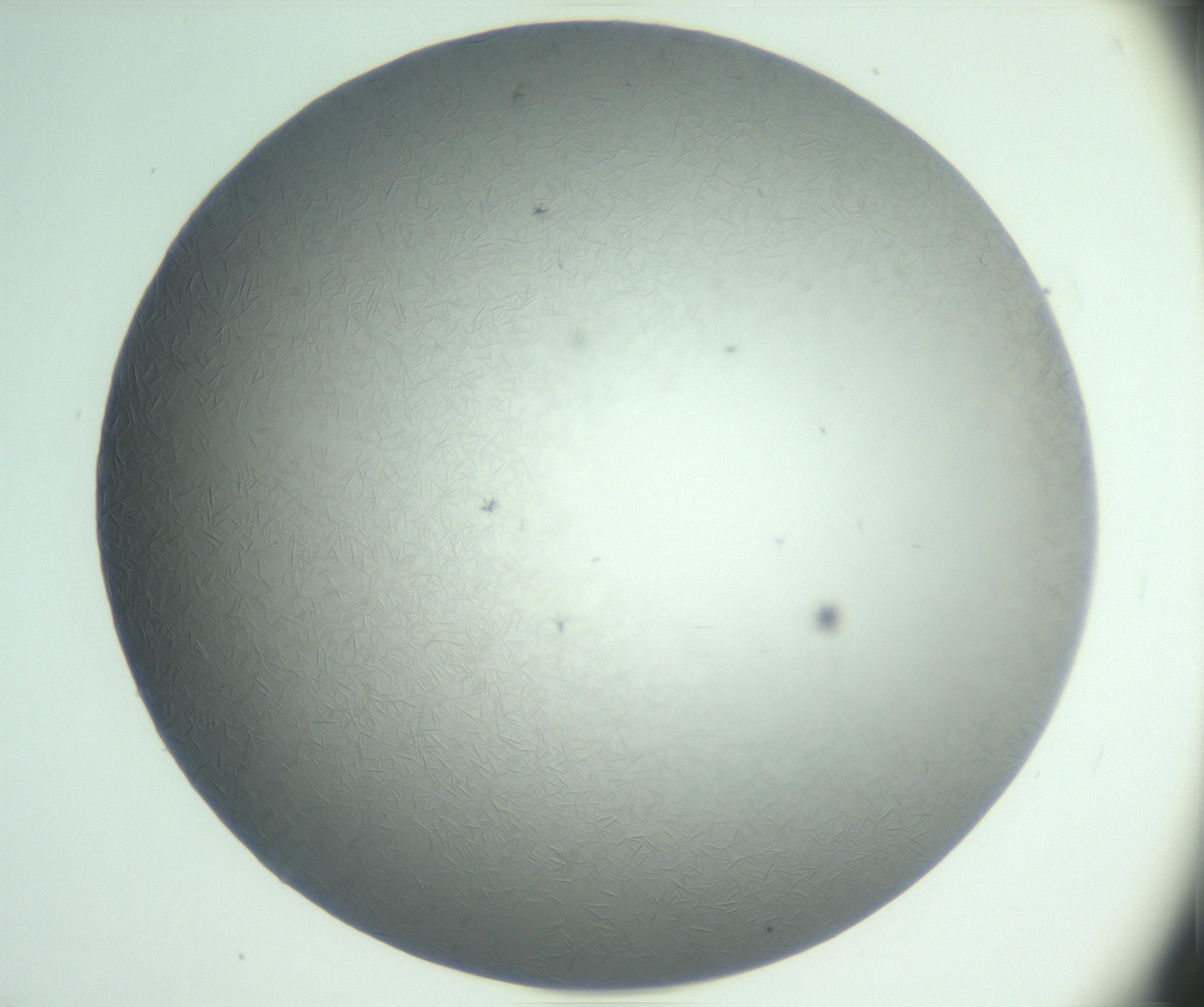 RI01_03_000_0212_Proj1_Clon1_MC_0000MC102988_003_161119_06_04_01_00_99_002_001_RAI.jpg