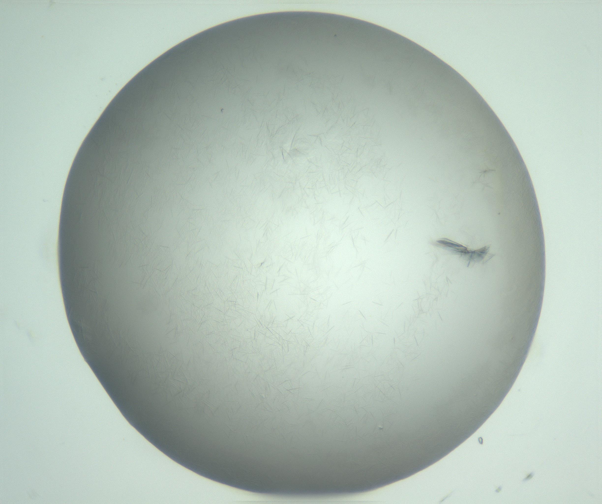 RI01_03_000_0212_Proj1_Clon1_MC_0000MC102988_003_161119_07_01_01_00_99_002_001_RAI.jpg