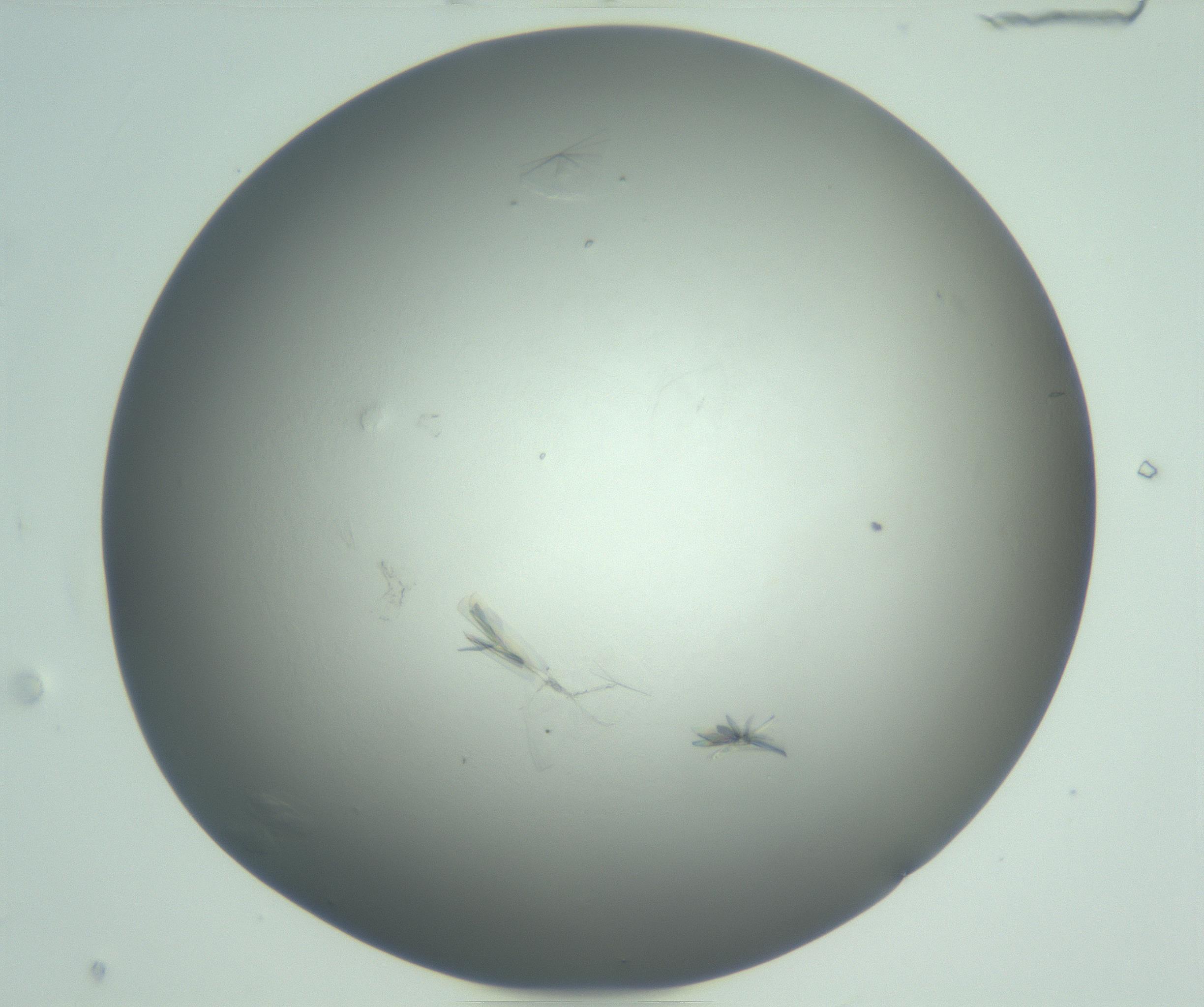 RI01_03_000_0212_Proj1_Clon1_MC_0000MC102988_003_161119_07_07_01_00_99_002_001_RAI.jpg