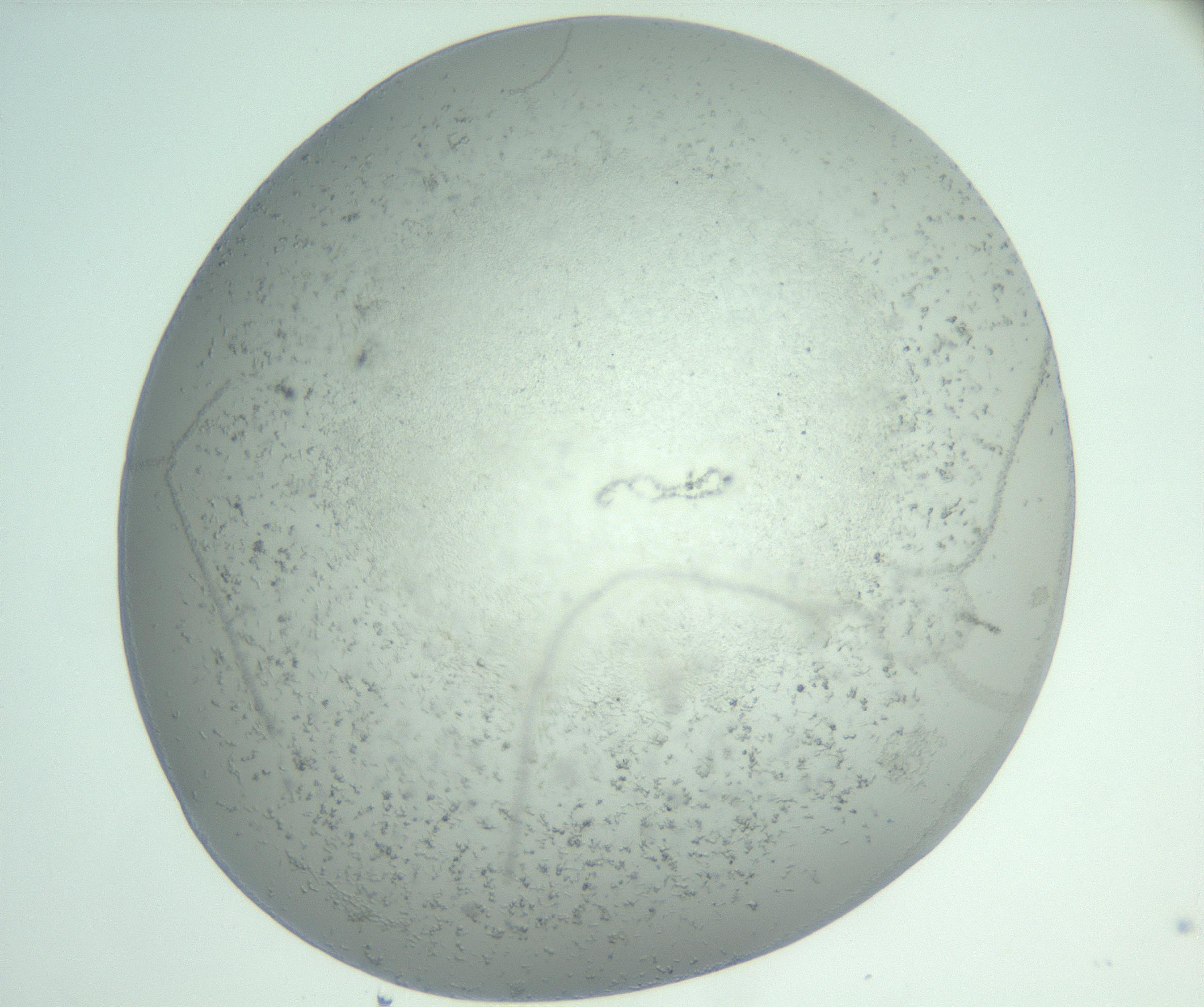 RI01_03_000_0212_Proj1_Clon1_MC_0000MC102988_003_161119_07_07_02_00_99_002_001_RAI.jpg
