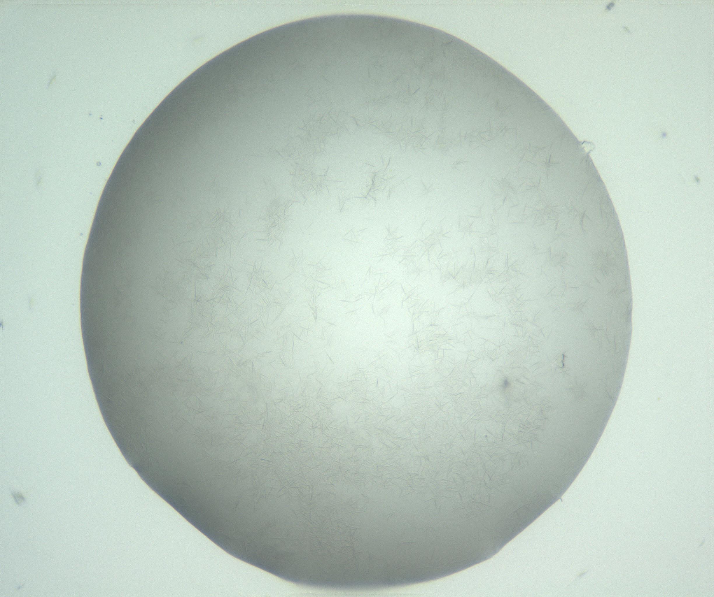 RI01_03_000_0212_Proj1_Clon1_MC_0000MC102988_003_161119_08_01_01_00_99_002_001_RAI.jpg
