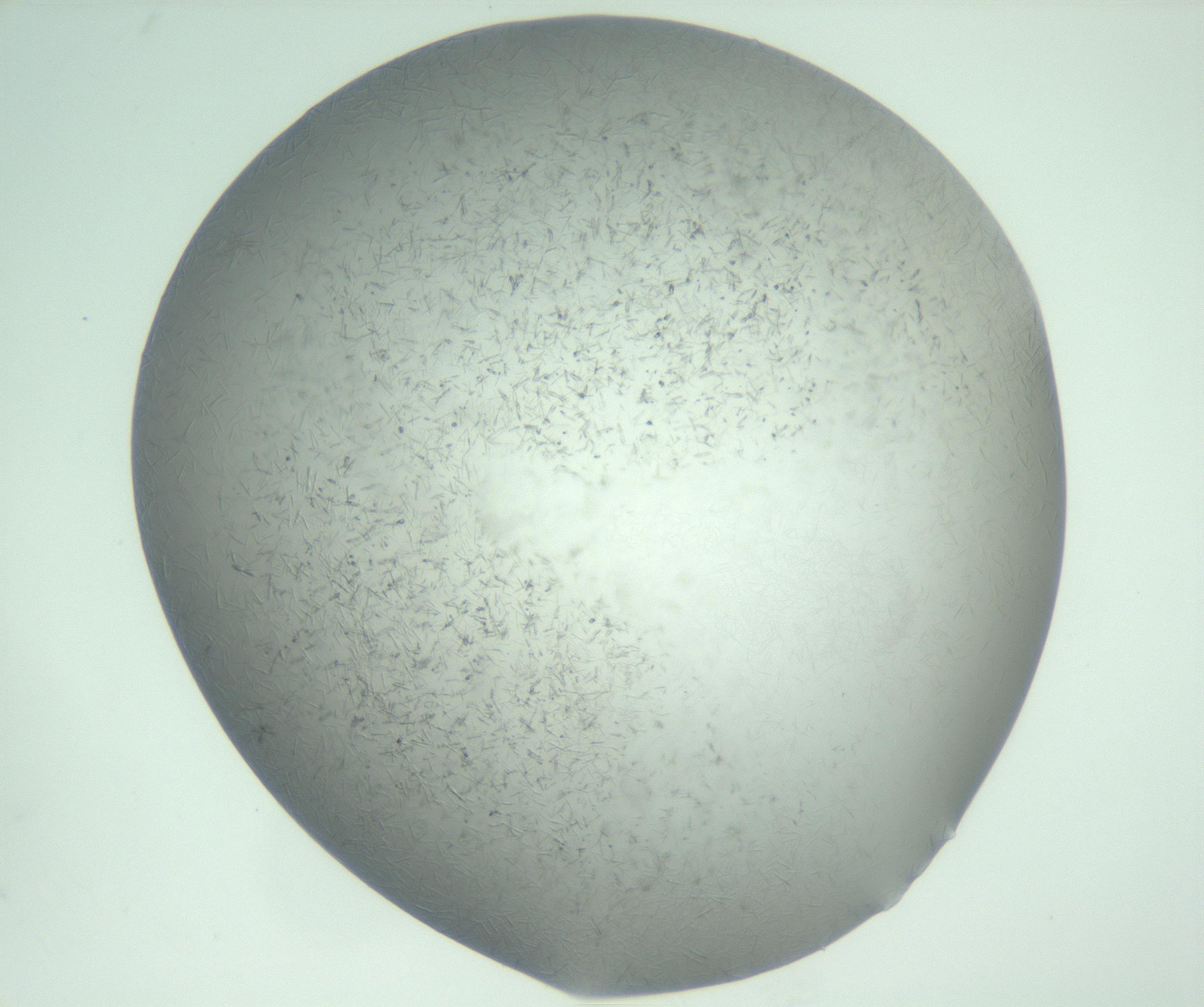RI01_03_000_0212_Proj1_Clon1_MC_0000MC102988_003_161119_08_02_02_00_99_002_001_RAI.jpg