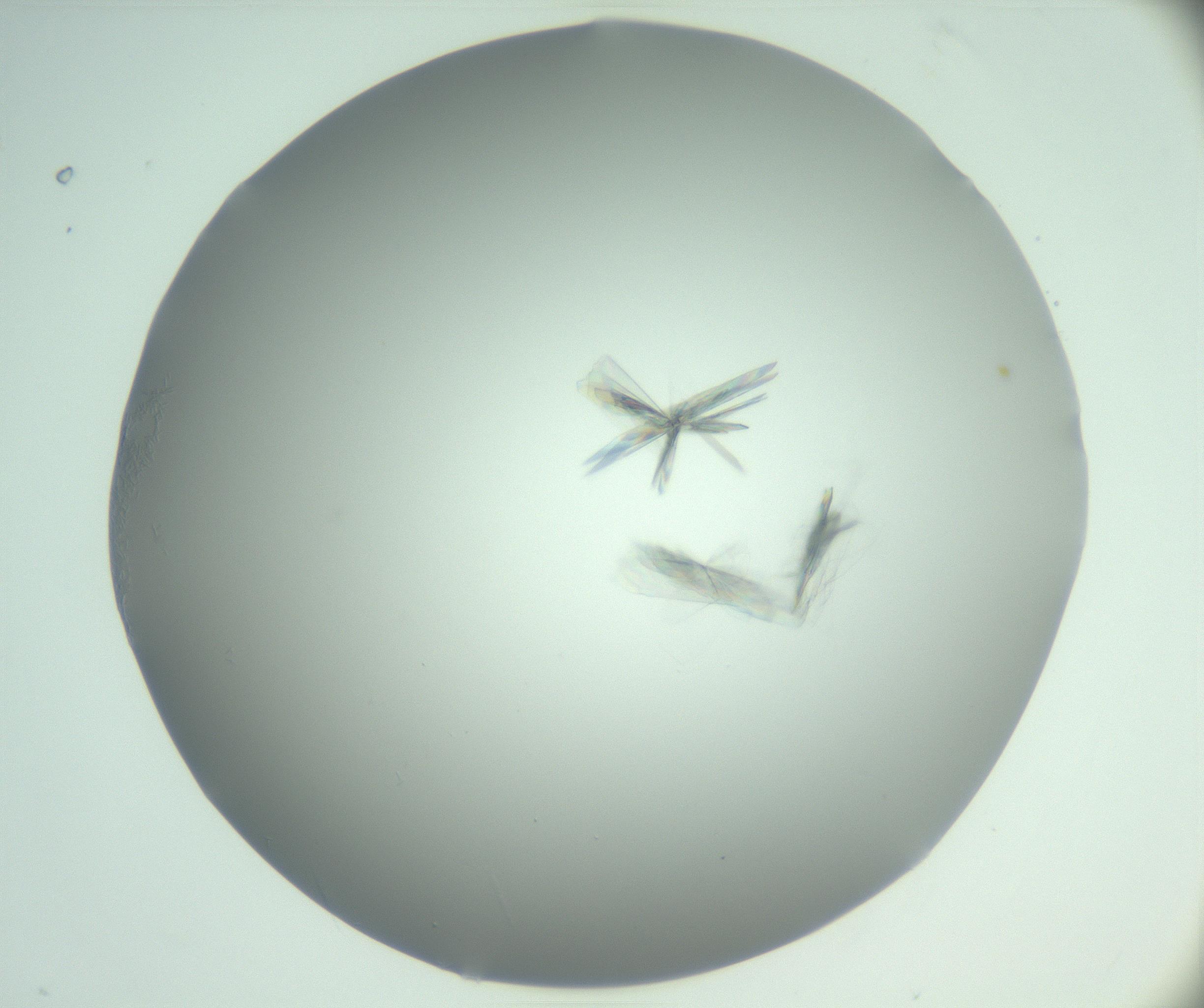 RI01_03_000_0212_Proj1_Clon1_MC_0000MC102988_003_161119_08_05_01_00_99_002_001_RAI.jpg