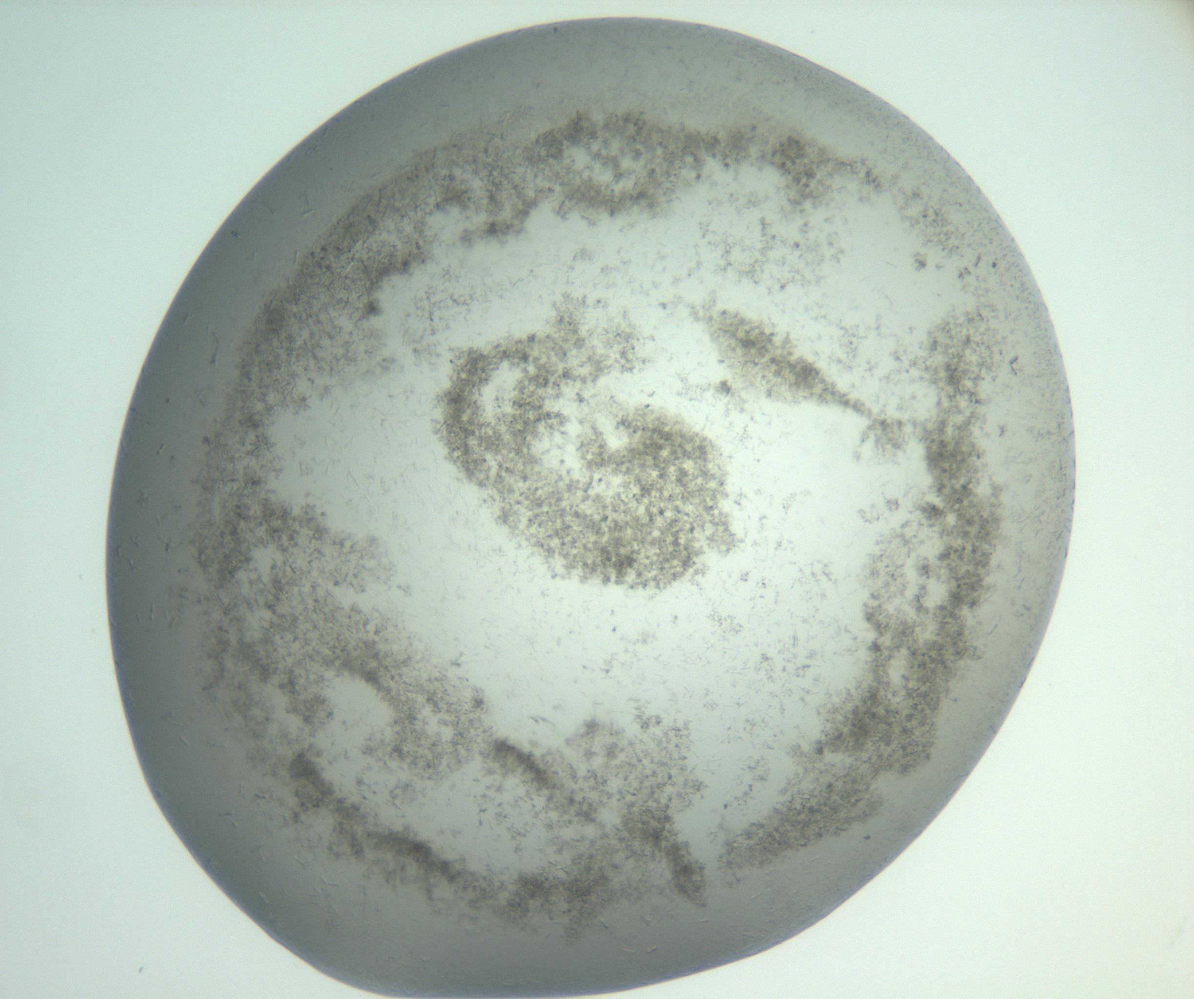 RI01_03_000_0212_Proj1_Clon1_MC_0000MC102988_003_161119_08_07_02_00_99_002_001_RAI.jpg