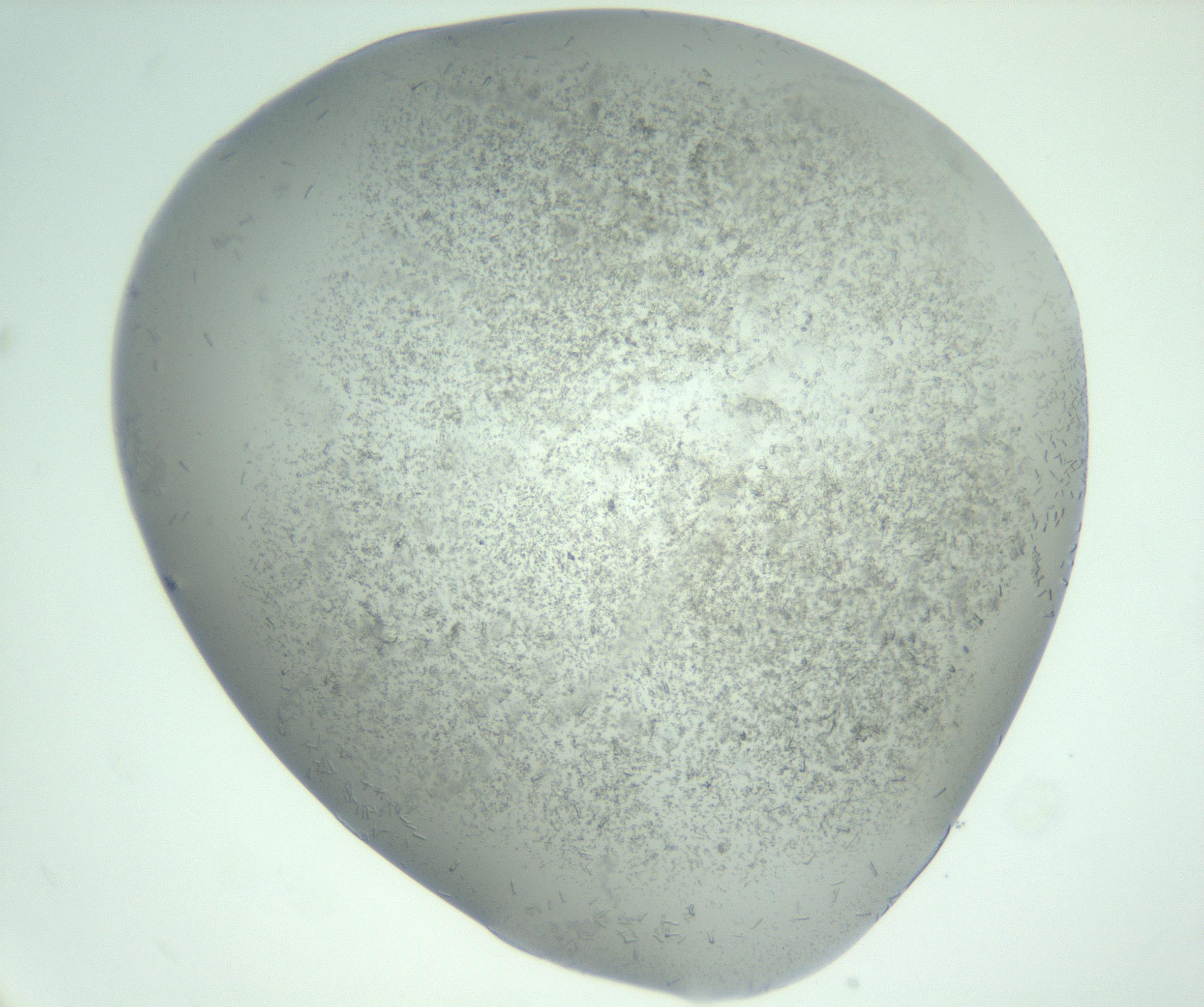 RI01_03_000_0212_Proj1_Clon1_MC_0000MC102988_003_161119_09_03_02_00_99_002_001_RAI.jpg