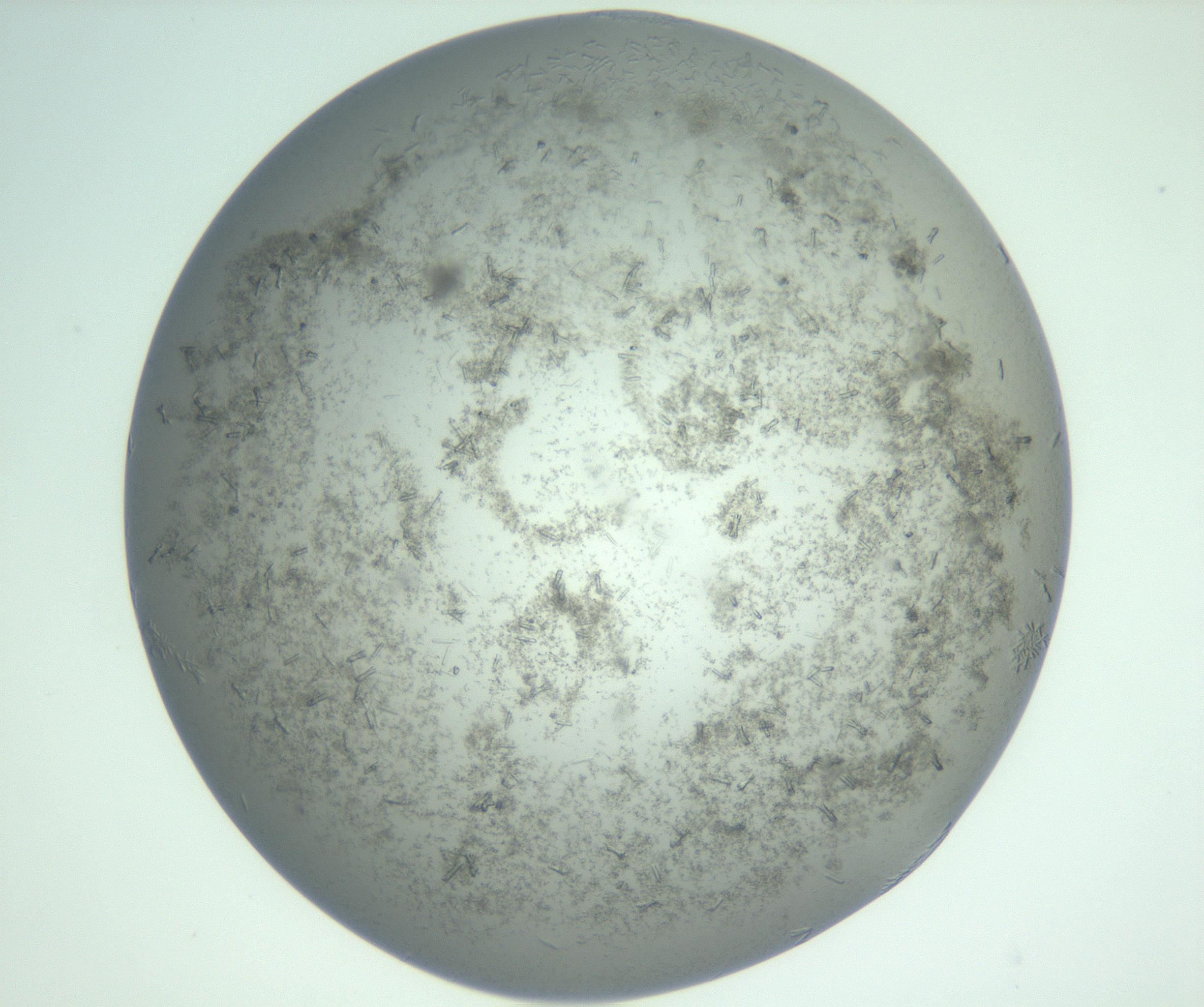 RI01_03_000_0212_Proj1_Clon1_MC_0000MC102988_003_161119_09_05_02_00_99_002_001_RAI.jpg