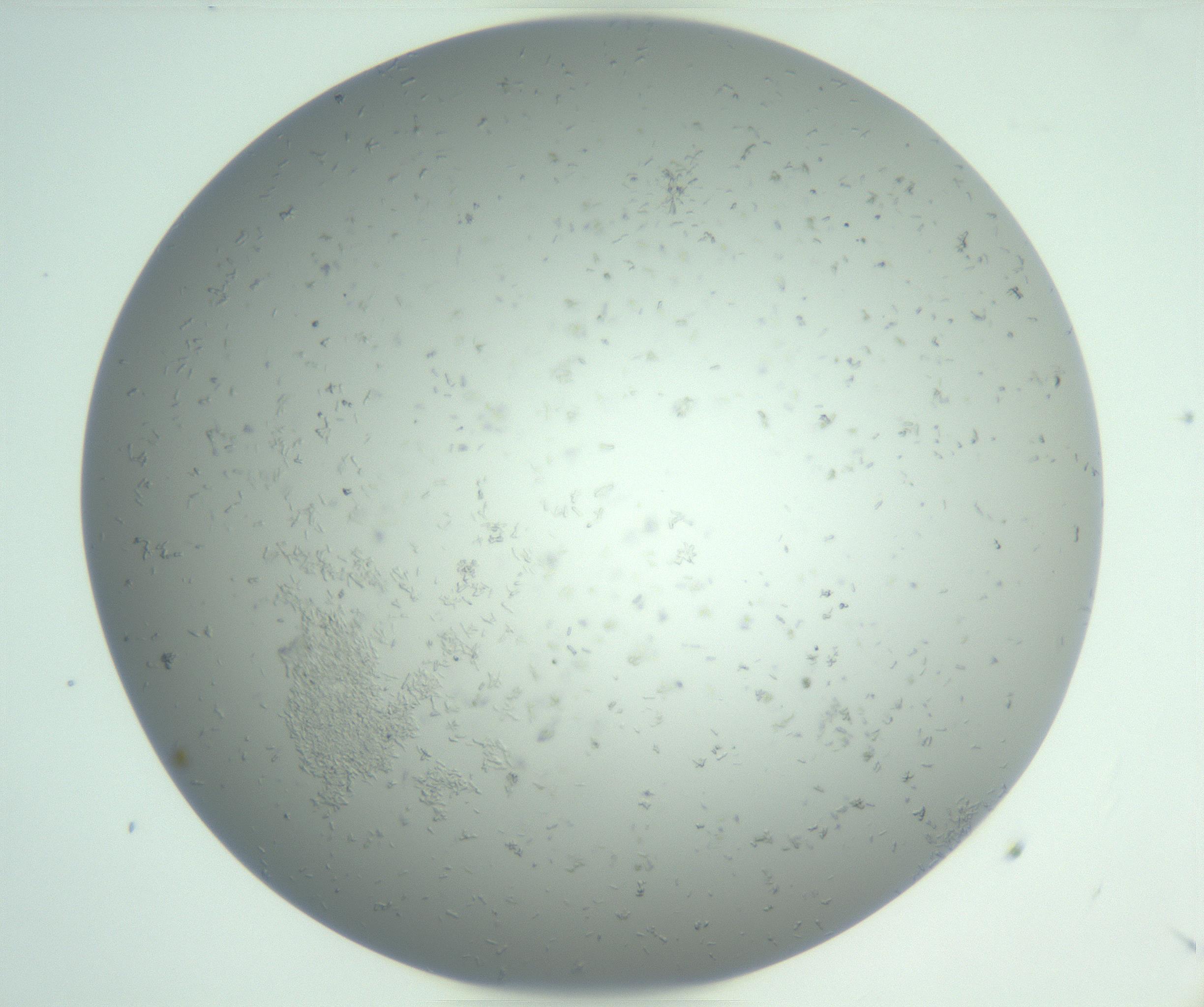 RI01_03_000_0212_Proj1_Clon1_MC_0000MC102988_003_161119_09_06_01_00_99_002_001_RAI.jpg