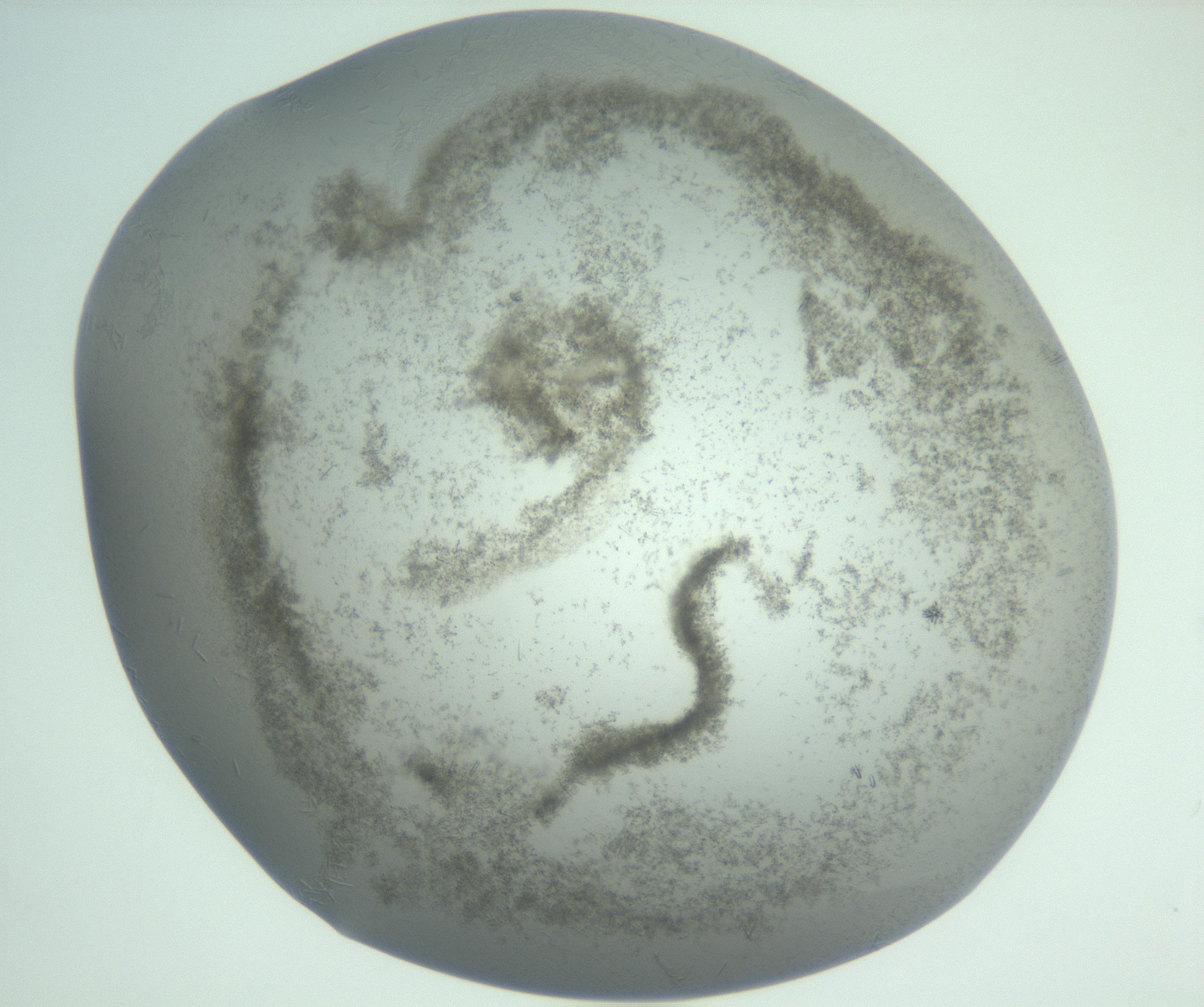 RI01_03_000_0212_Proj1_Clon1_MC_0000MC102988_003_161119_09_06_02_00_99_002_001_RAI.jpg
