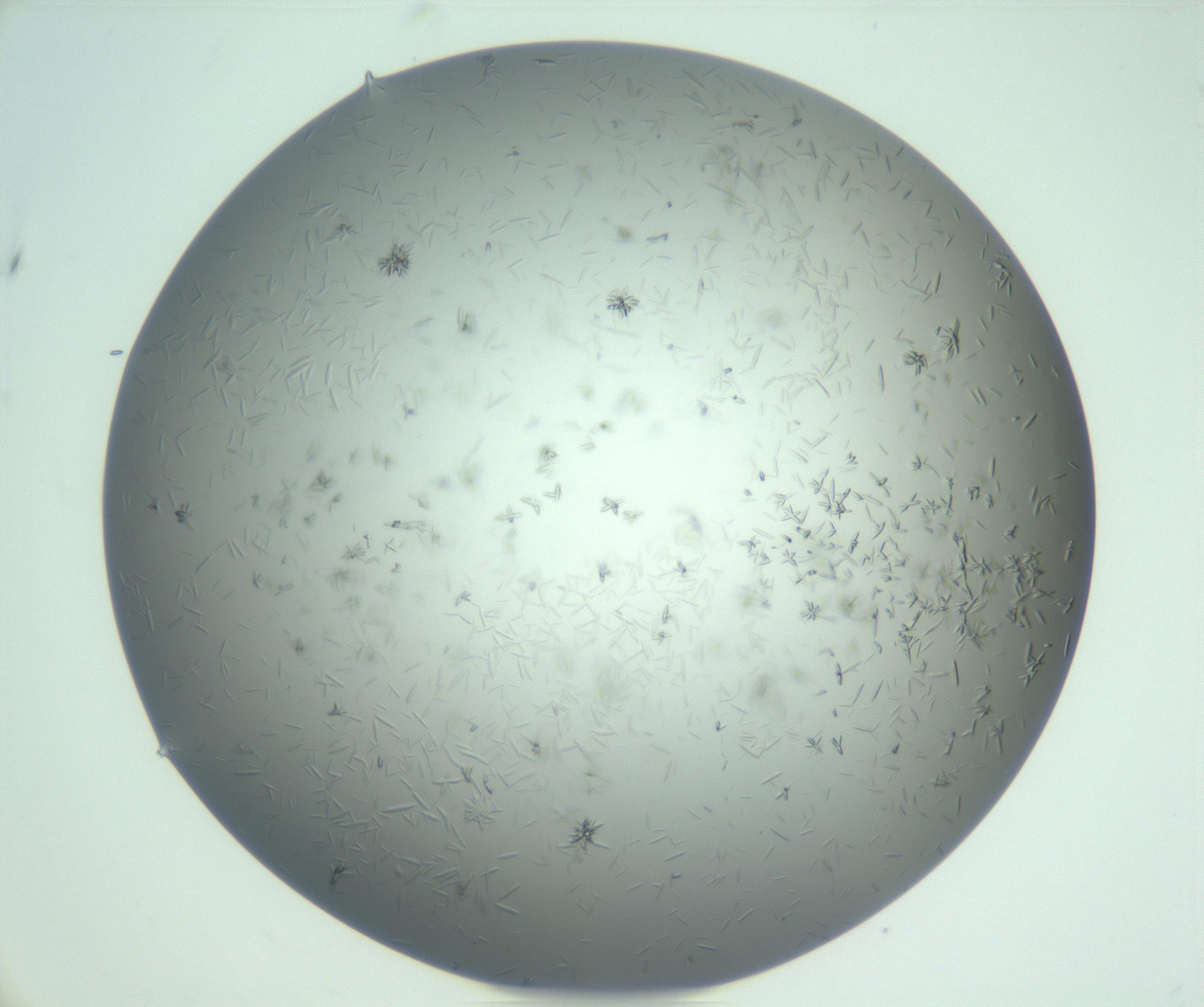 RI01_03_000_0212_Proj1_Clon1_MC_0000MC102988_003_161119_09_07_01_00_99_002_001_RAI.jpg