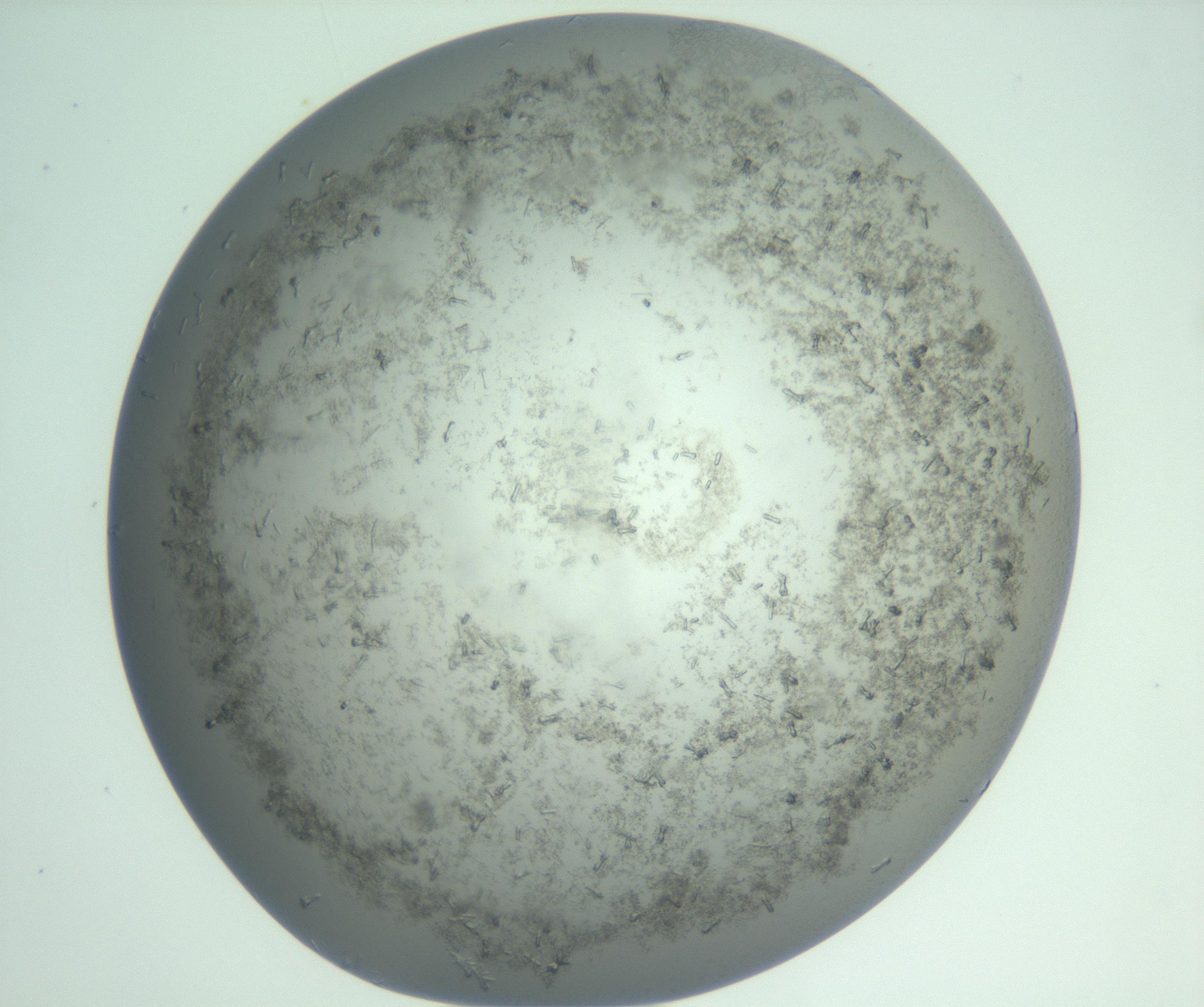 RI01_03_000_0212_Proj1_Clon1_MC_0000MC102988_003_161119_09_07_02_00_99_002_001_RAI.jpg