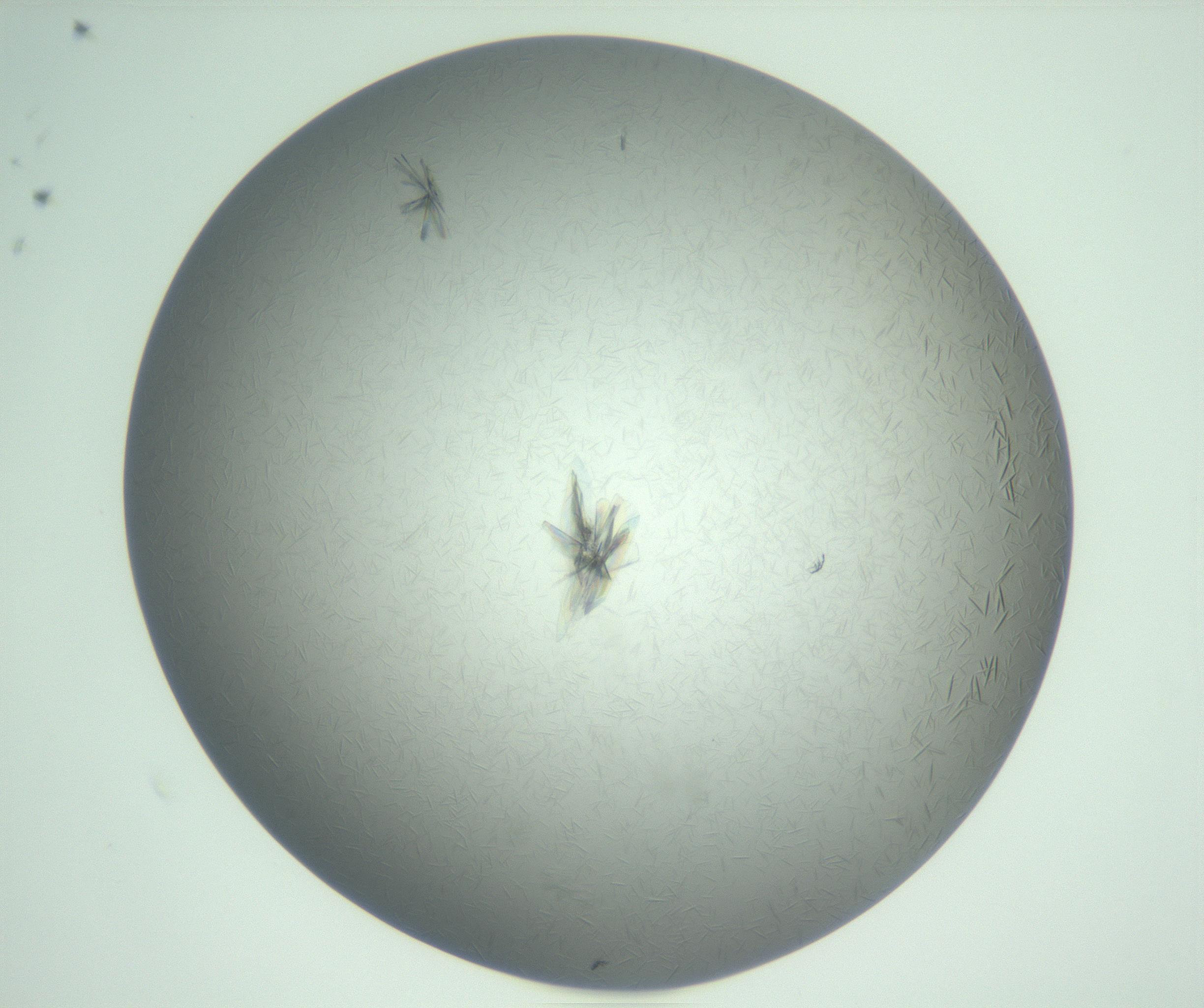 RI01_03_000_0212_Proj1_Clon1_MC_0000MC102988_003_161119_10_02_01_00_99_002_001_RAI.jpg