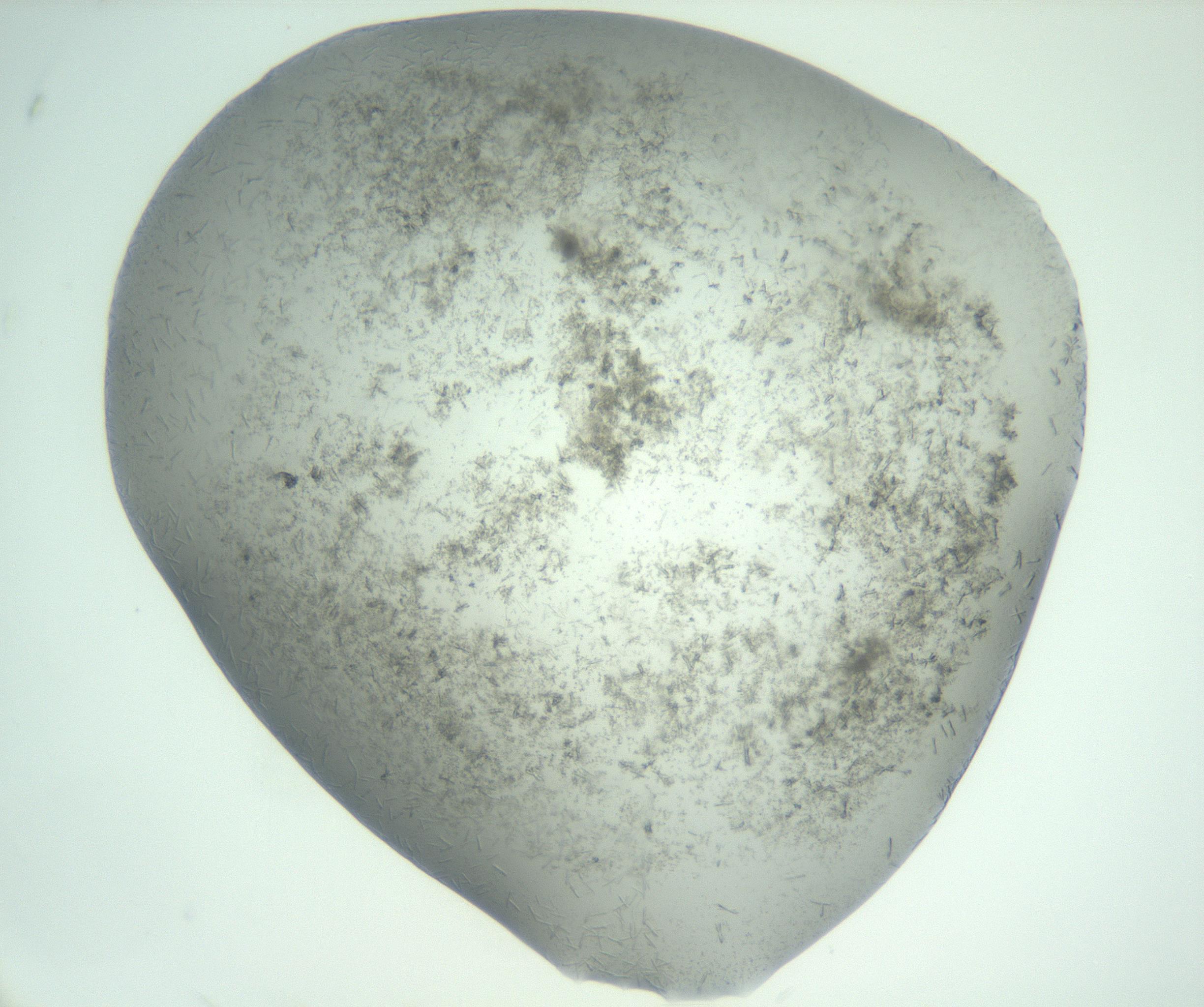 RI01_03_000_0212_Proj1_Clon1_MC_0000MC102988_003_161119_10_03_02_00_99_002_001_RAI.jpg