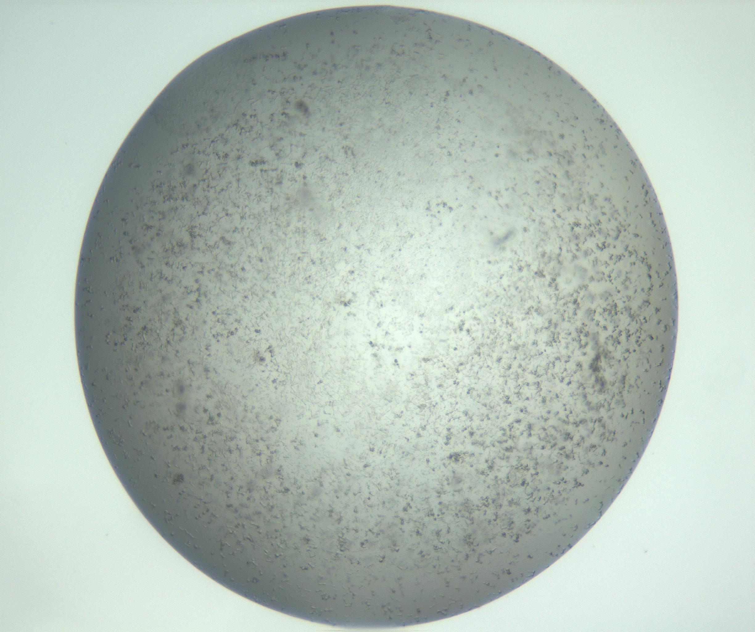 RI01_03_000_0212_Proj1_Clon1_MC_0000MC102988_003_161119_10_05_02_00_99_002_001_RAI.jpg