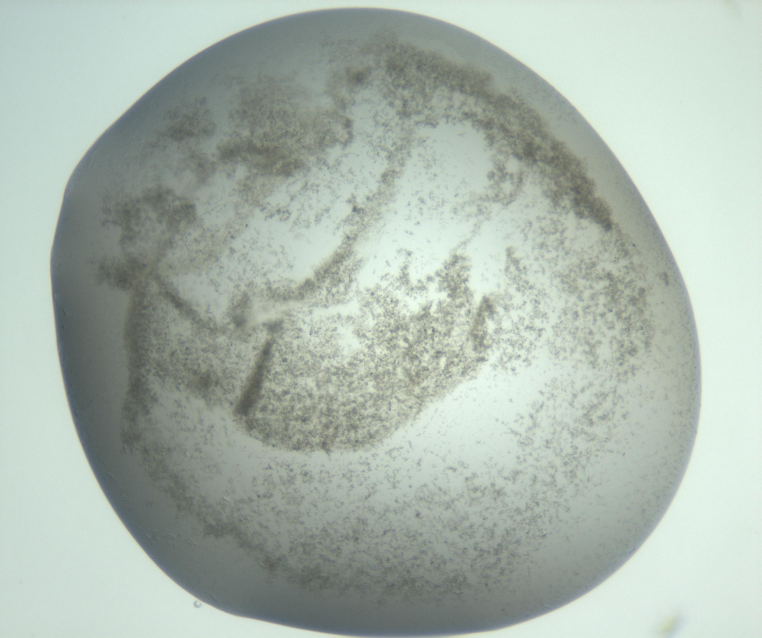 RI01_03_000_0212_Proj1_Clon1_MC_0000MC102988_003_161119_10_06_02_00_99_002_001_RAI.jpg