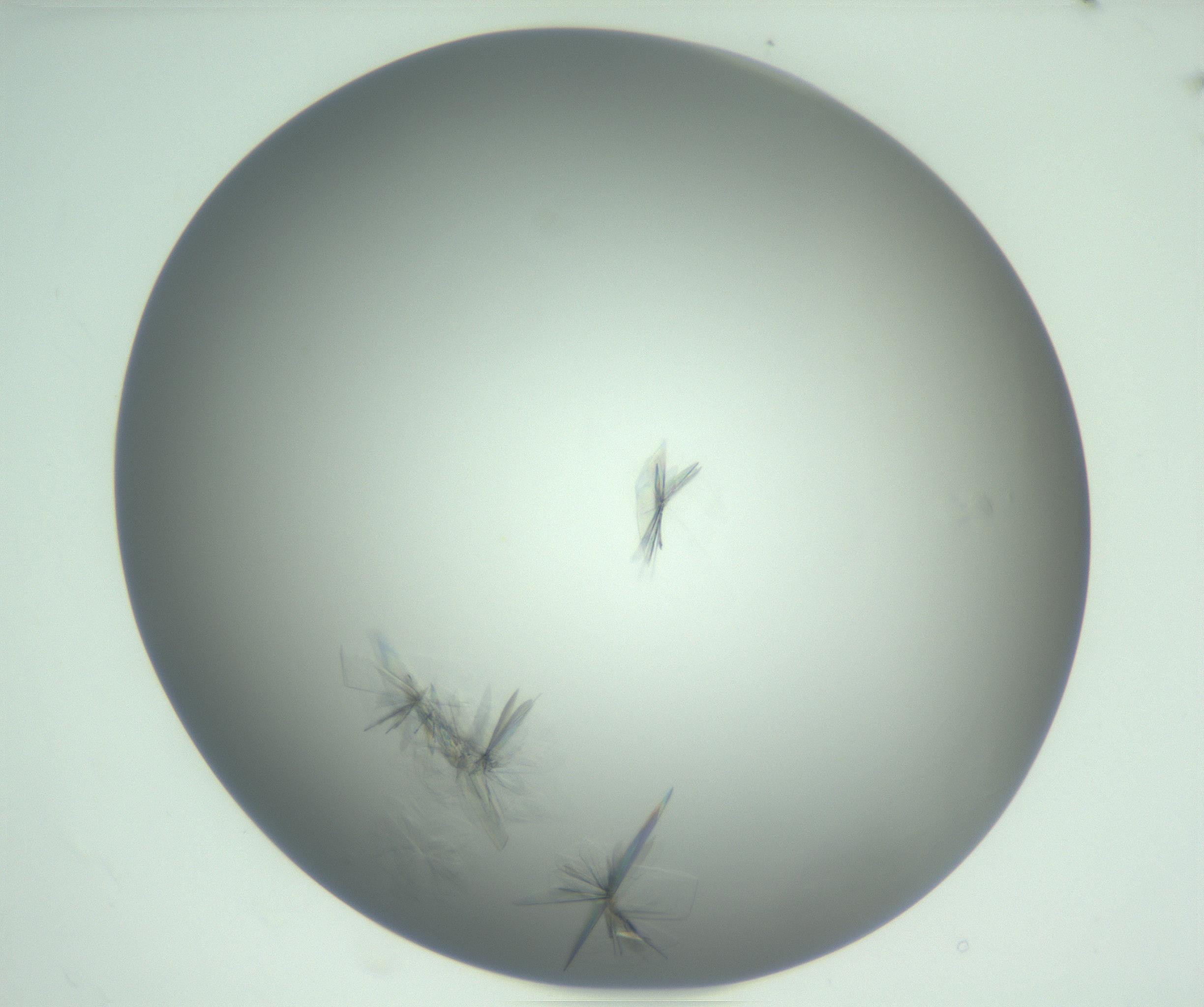 RI01_03_000_0212_Proj1_Clon1_MC_0000MC102988_003_161119_11_01_01_00_99_002_001_RAI.jpg