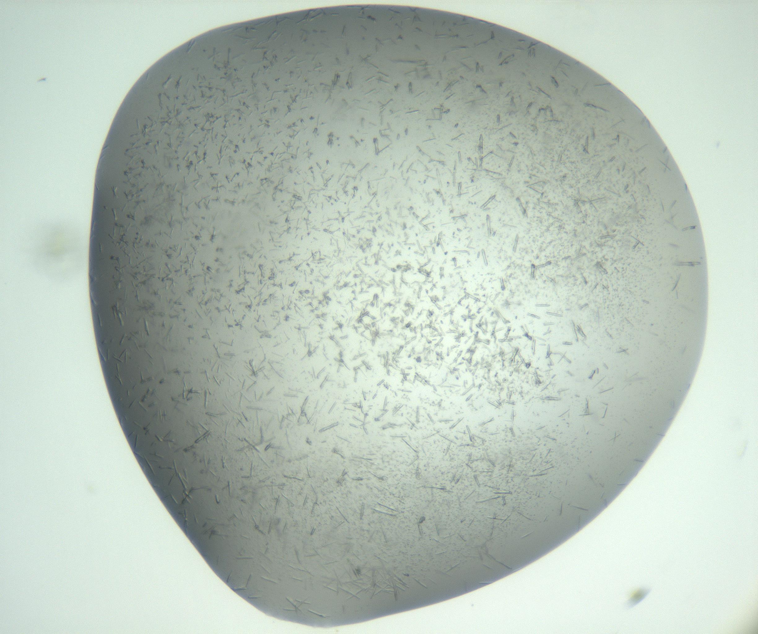 RI01_03_000_0212_Proj1_Clon1_MC_0000MC102988_003_161119_11_01_02_00_99_002_001_RAI.jpg