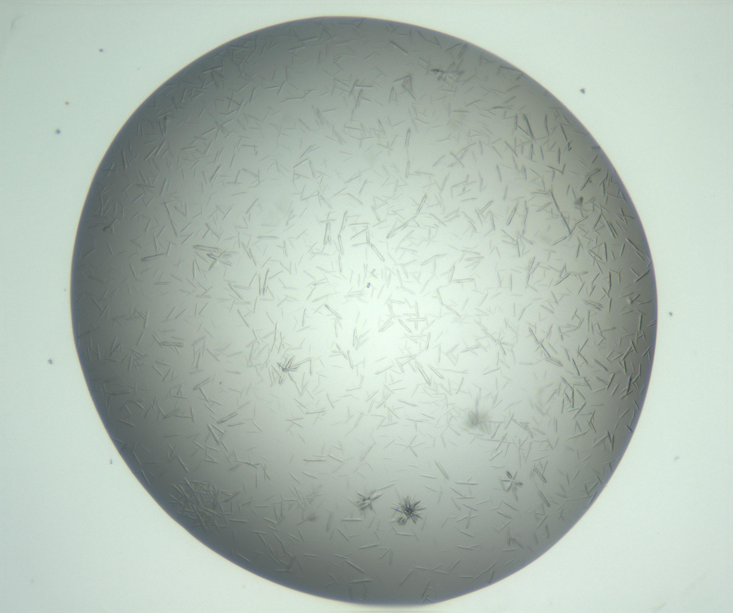RI01_03_000_0212_Proj1_Clon1_MC_0000MC102988_003_161119_11_02_01_00_99_002_001_RAI.jpg