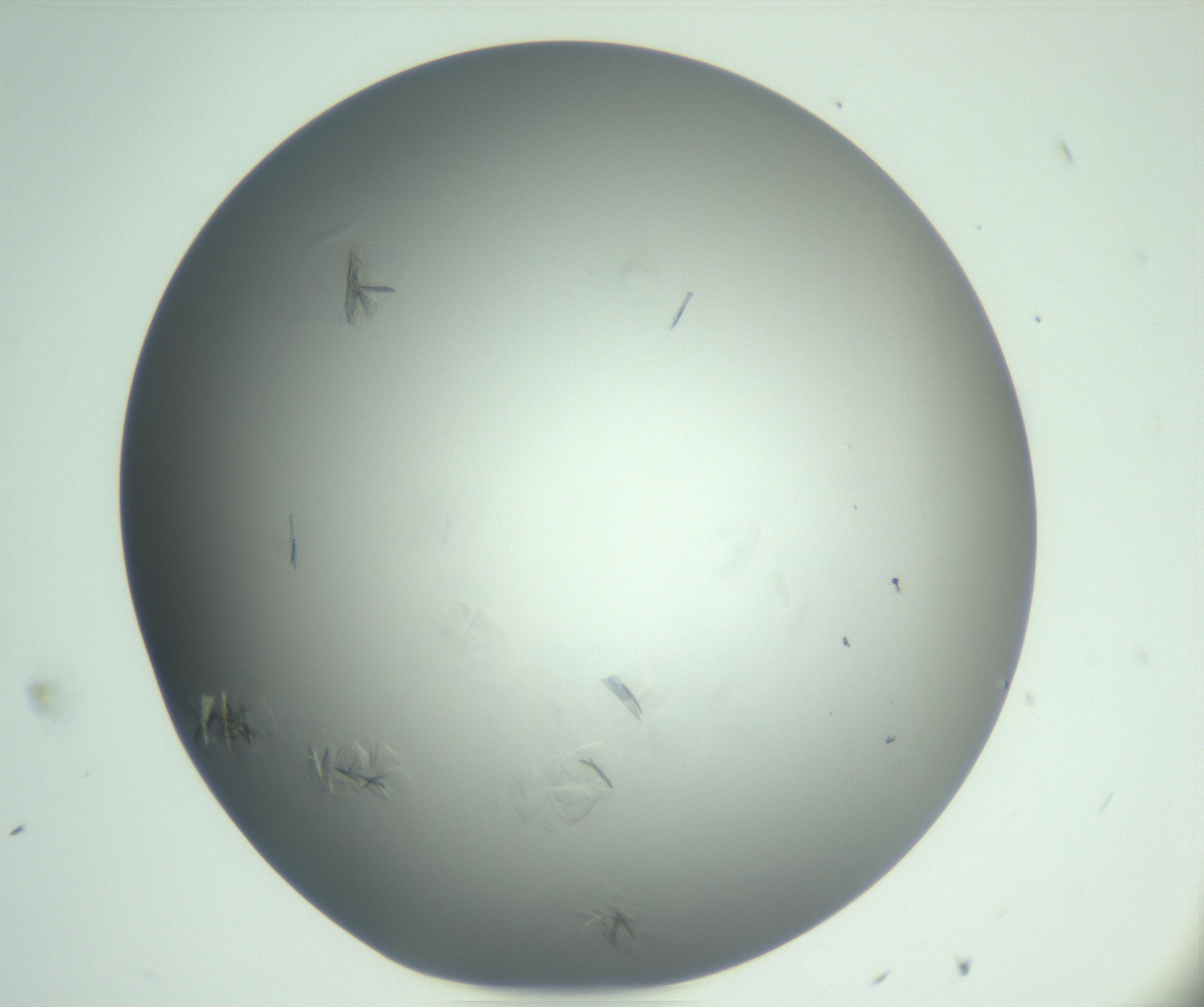 RI01_03_000_0212_Proj1_Clon1_MC_0000MC102988_003_161119_11_03_01_00_99_002_001_RAI.jpg