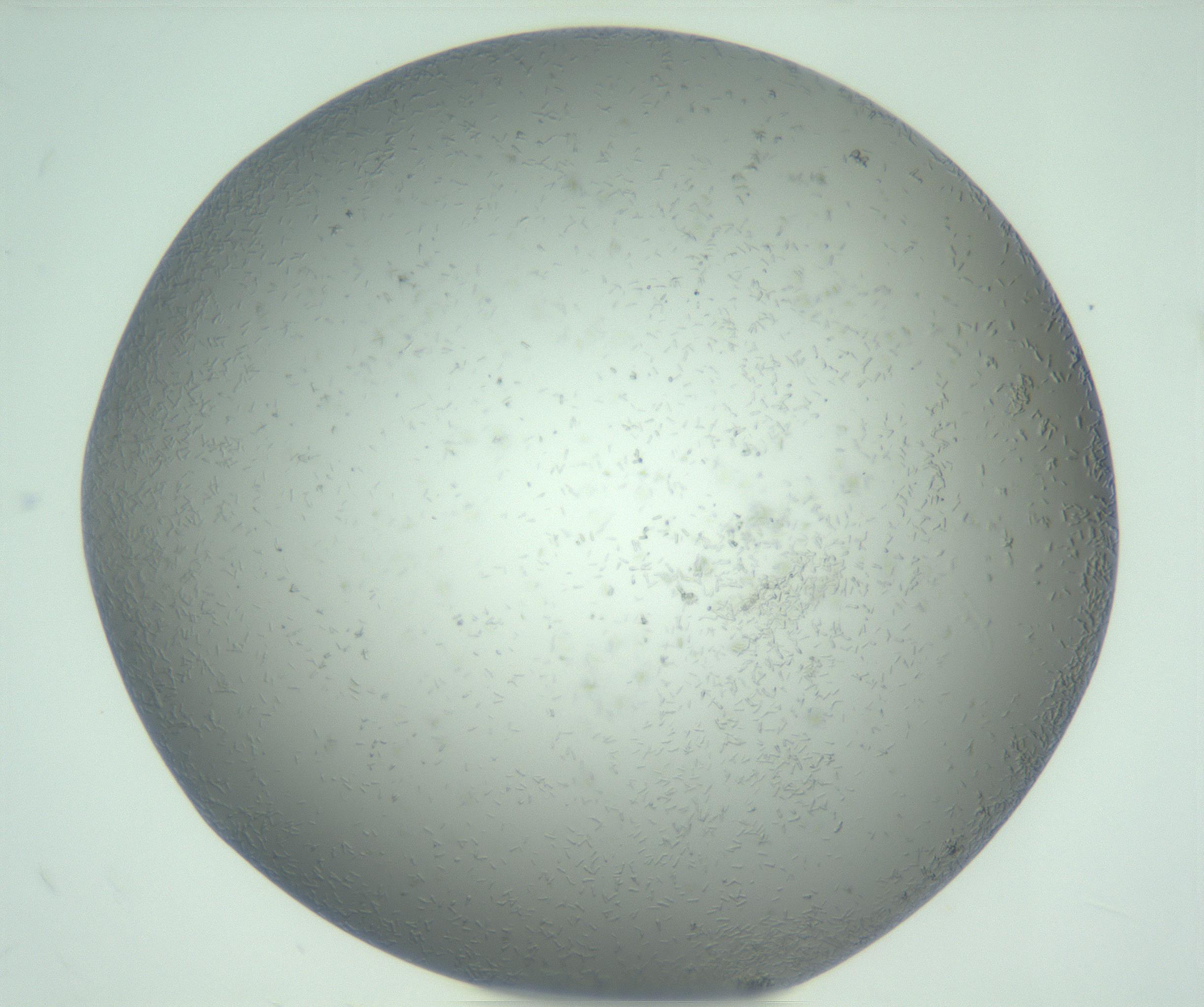 RI01_03_000_0212_Proj1_Clon1_MC_0000MC102988_003_161119_12_07_01_00_99_002_001_RAI.jpg