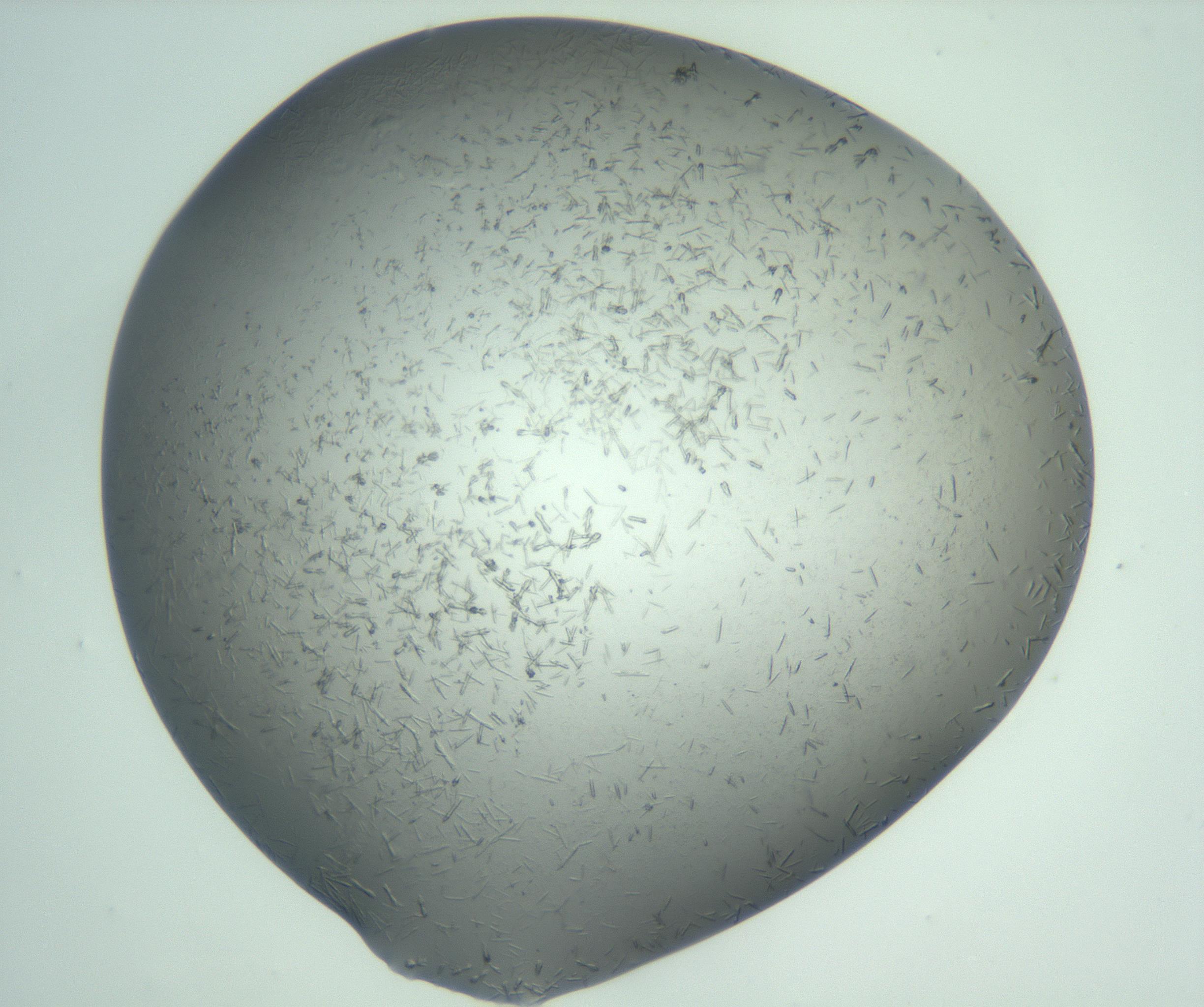 RI01_03_000_0212_Proj1_Clon1_MC_0000MC102988_003_161119_12_08_02_00_99_002_001_RAI.jpg