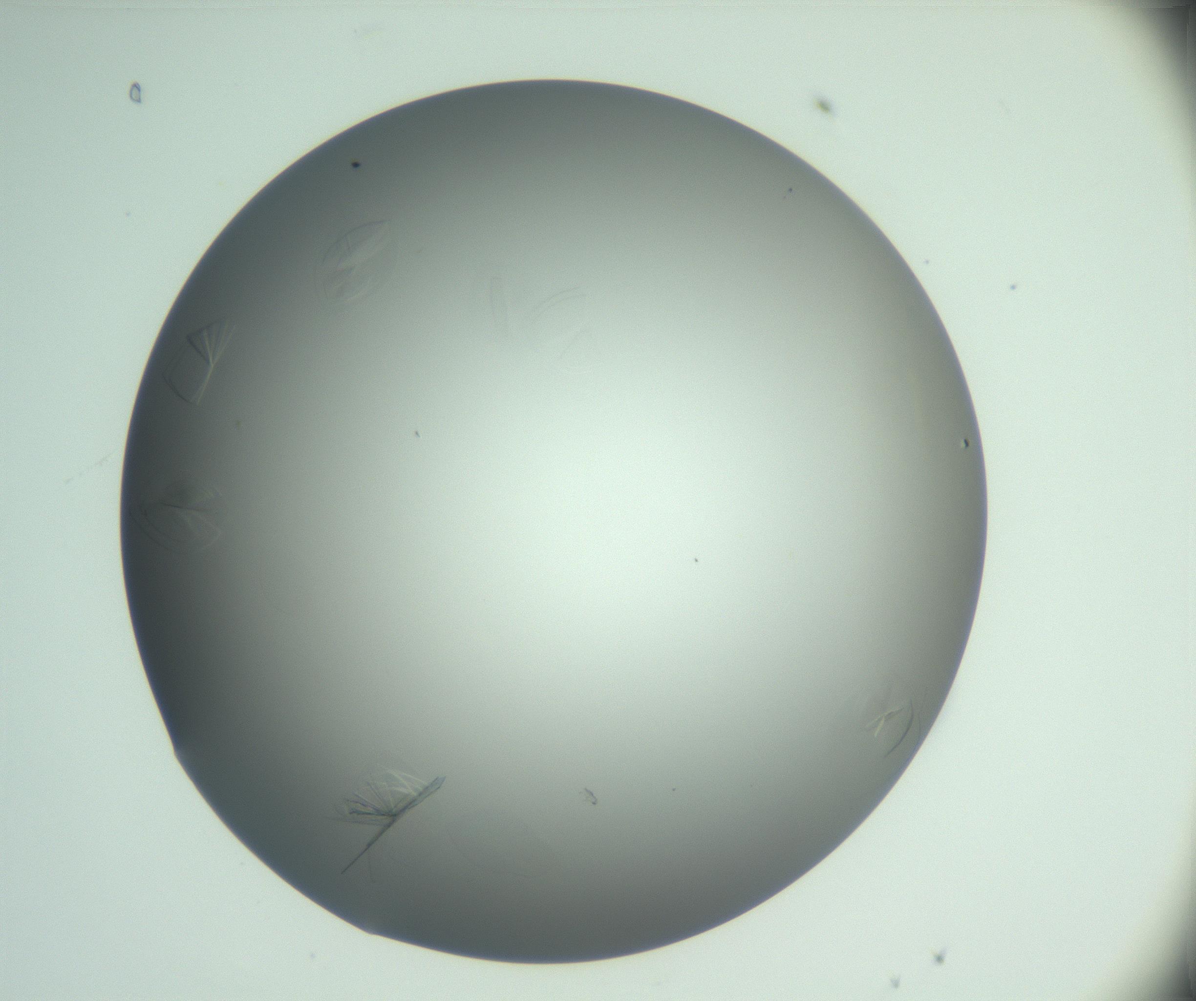 RI01_03_000_0212_Proj1_Clon1_MC_0000MC102988_004_161121_08_03_01_00_99_002_001_RAI.jpg