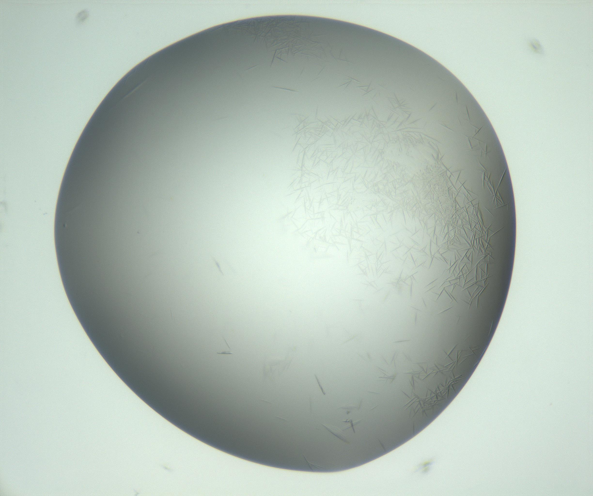 RI01_03_000_0212_Proj1_Clon1_MC_0000MC102988_004_161121_09_02_02_00_99_002_001_RAI.jpg