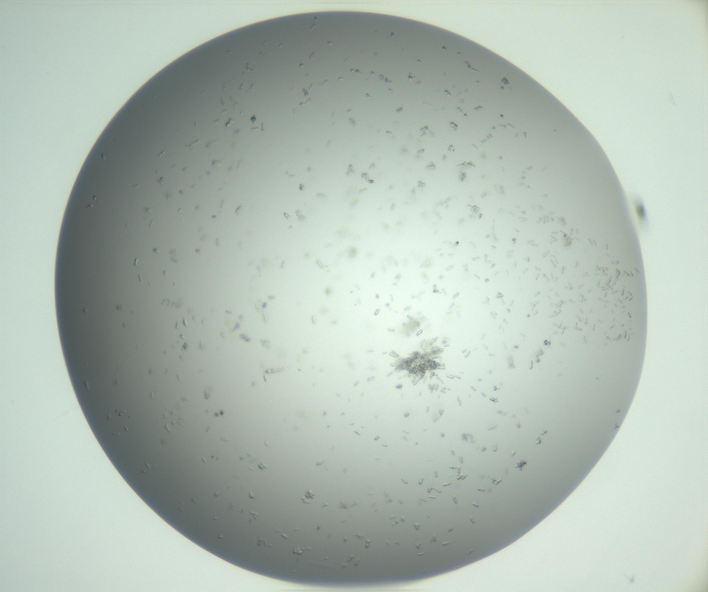 RI01_03_000_0212_Proj1_Clon1_MC_0000MC102988_004_161121_11_04_01_00_99_002_001_RAI.jpg