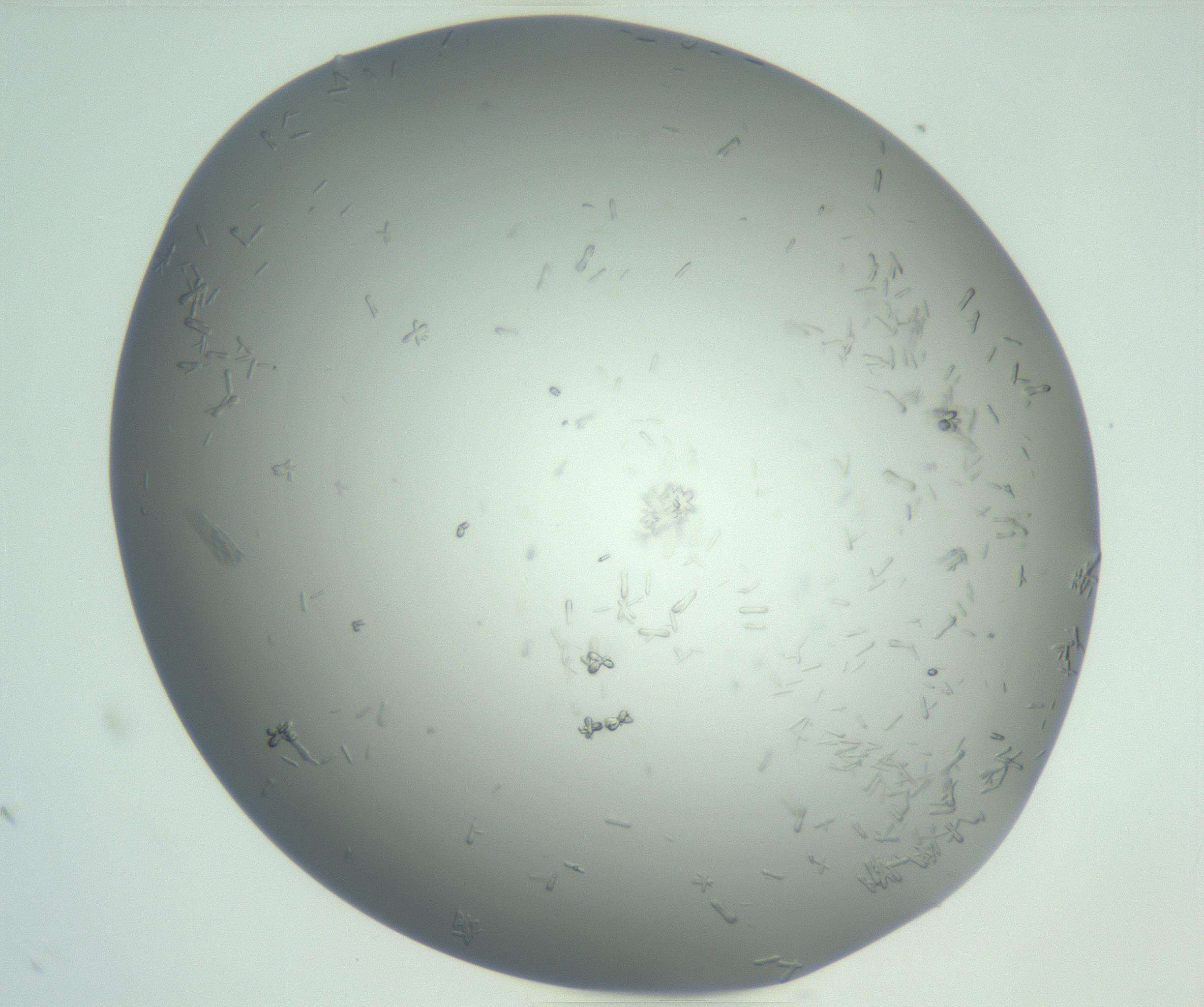 RI01_03_000_0212_Proj1_Clon1_MC_0000MC102988_004_161121_12_02_01_00_99_002_001_RAI.jpg