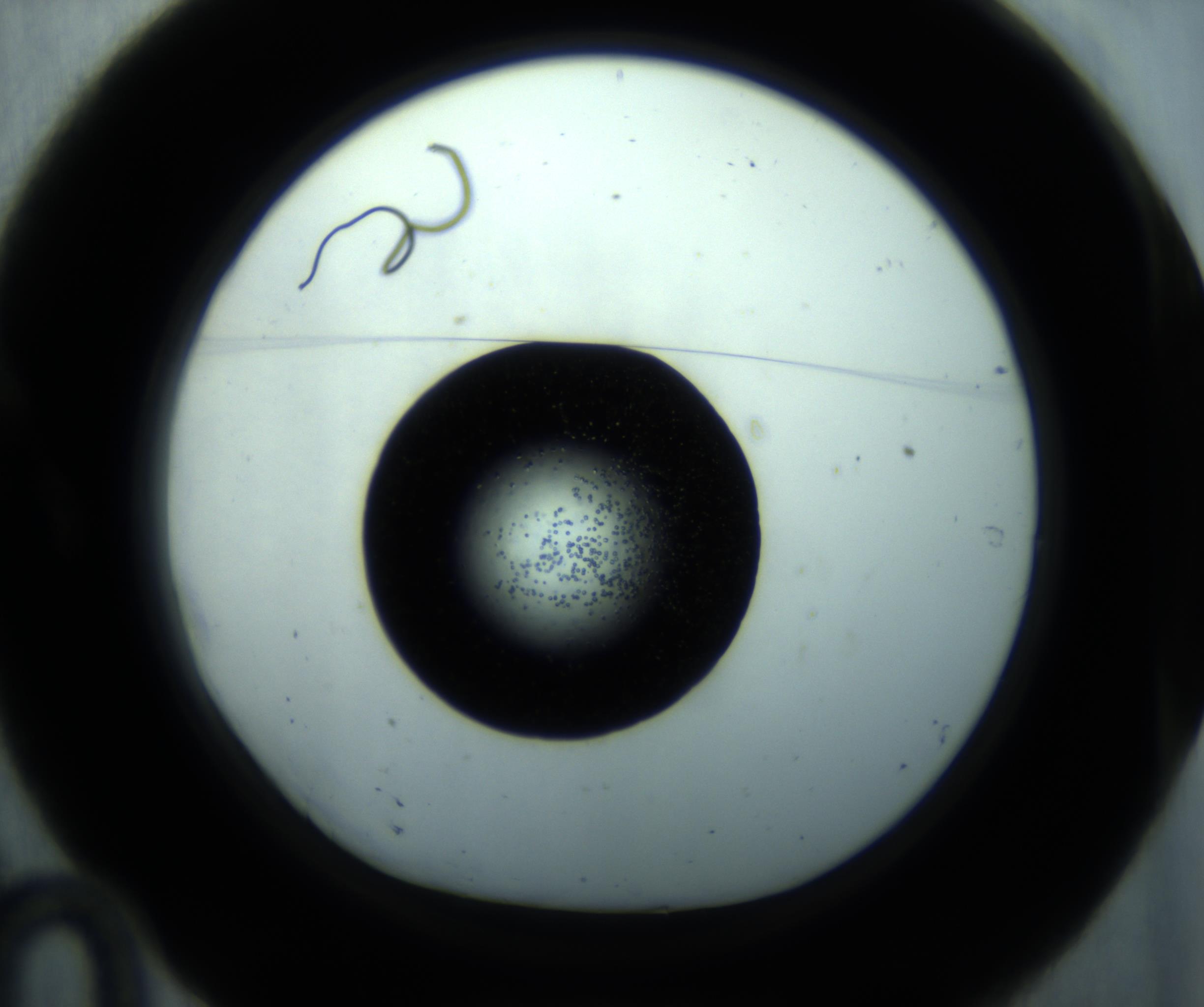 RI01_03_000_0212_Proj1_Clon1_MC_0000MC102989_001_161117_10_01_01_00_98_002_001_RAI.jpg