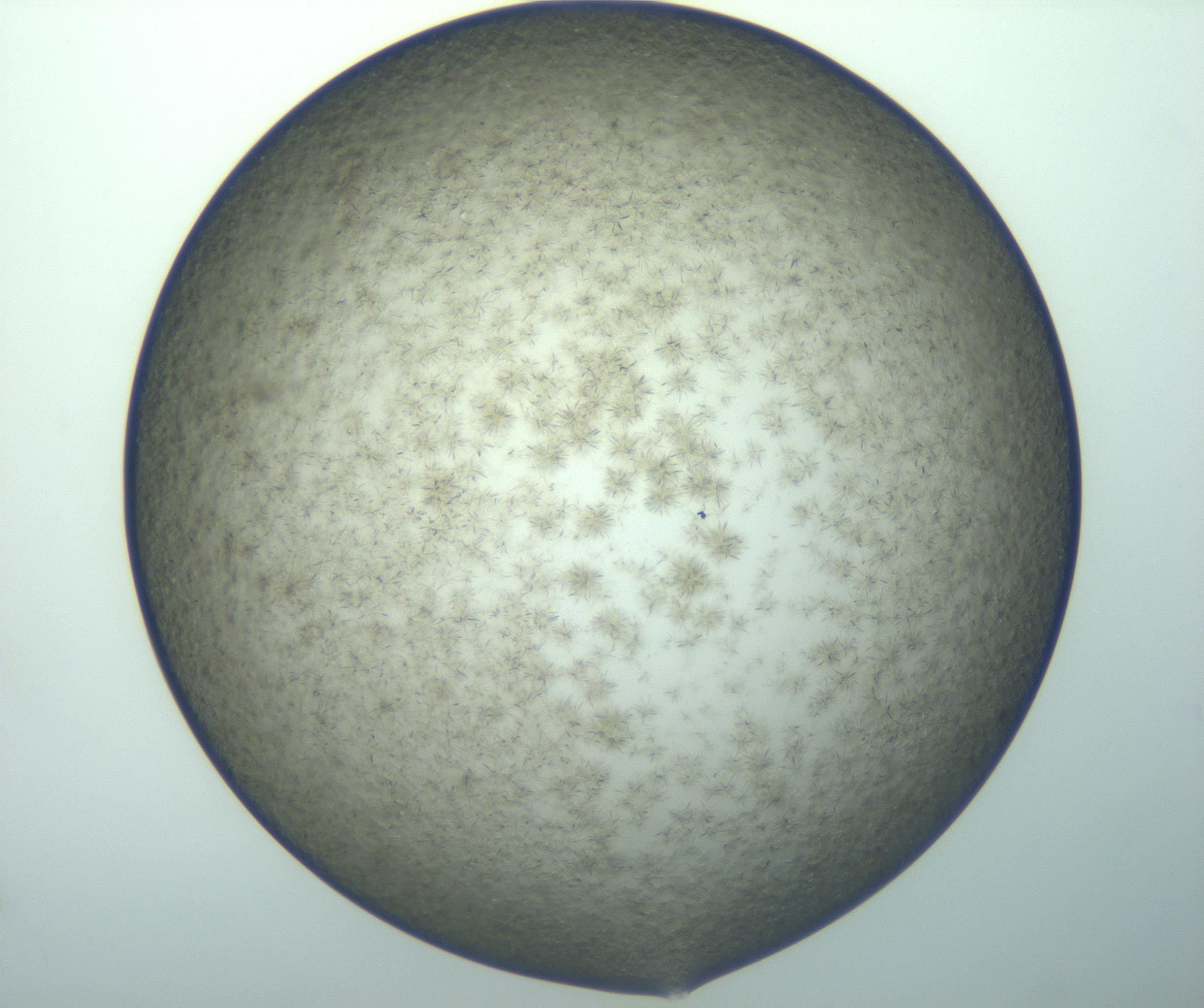 RI01_03_000_0212_Proj1_Clon1_MC_0000MC102992_002_161118_04_01_02_00_99_002_001_RAI.jpg