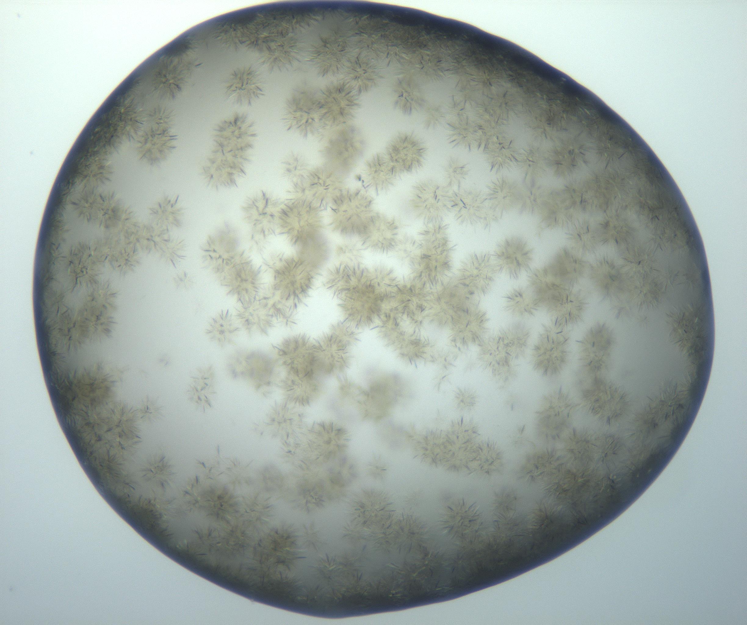 RI01_03_000_0212_Proj1_Clon1_MC_0000MC102992_005_161124_01_02_02_00_99_002_001_RAI.jpg