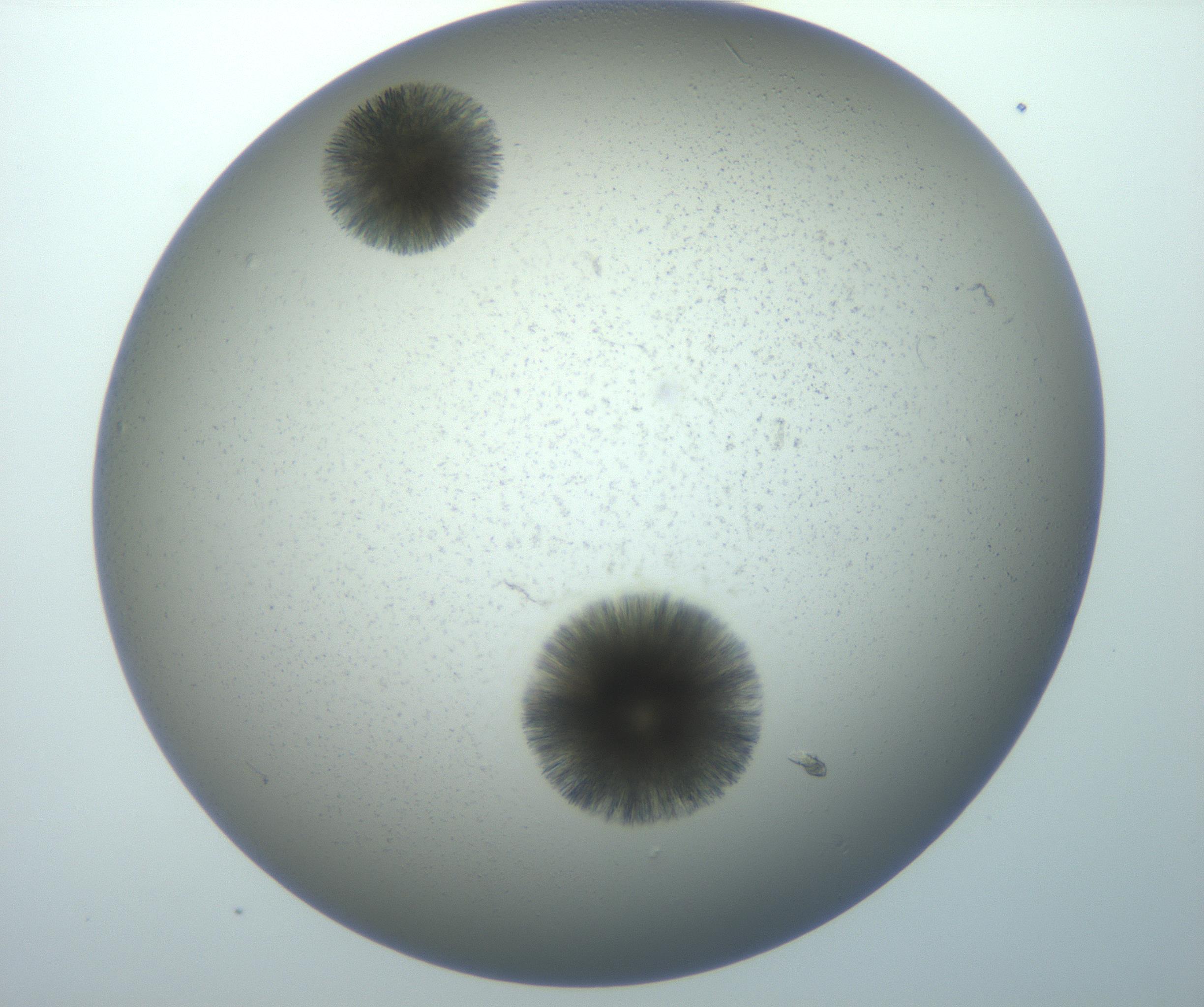 RI01_03_000_0212_Proj1_Clon1_MC_0000MC102992_005_161124_04_08_02_00_99_002_001_RAI.jpg