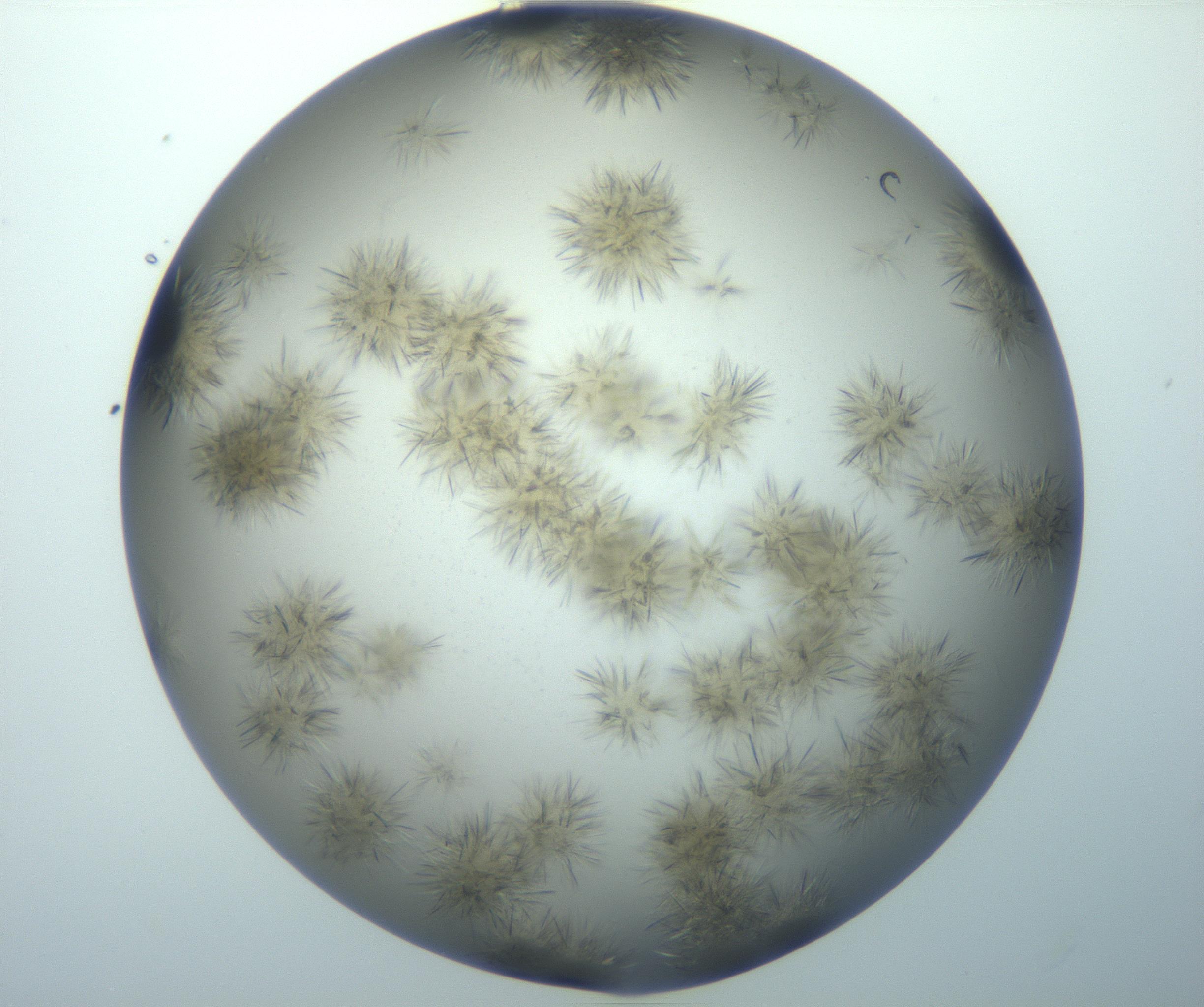 RI01_03_000_0212_Proj1_Clon1_MC_0000MC102992_005_161124_06_03_02_00_99_002_001_RAI.jpg