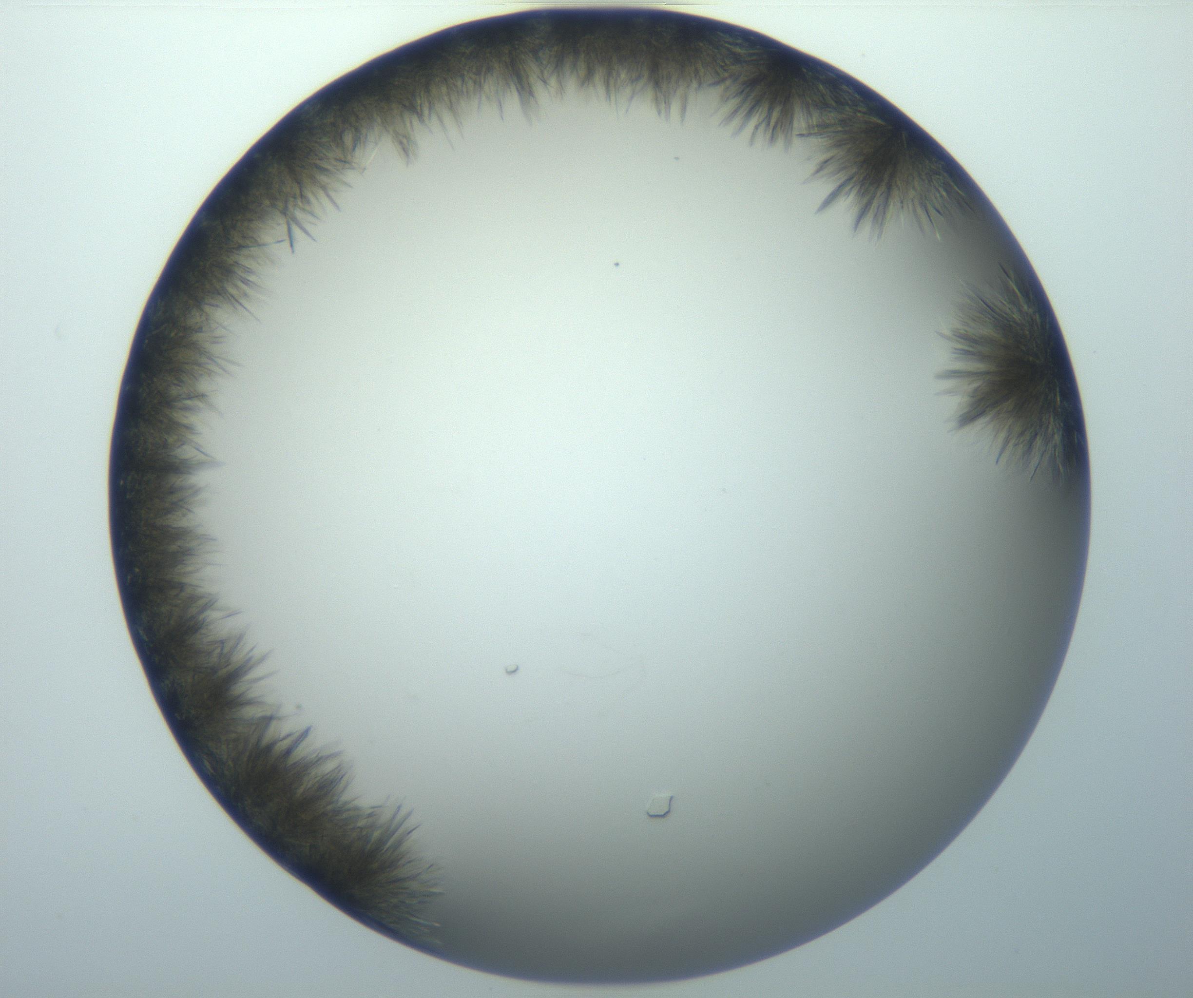 RI01_03_000_0212_Proj1_Clon1_MC_0000MC102992_005_161124_07_02_02_00_99_002_001_RAI.jpg
