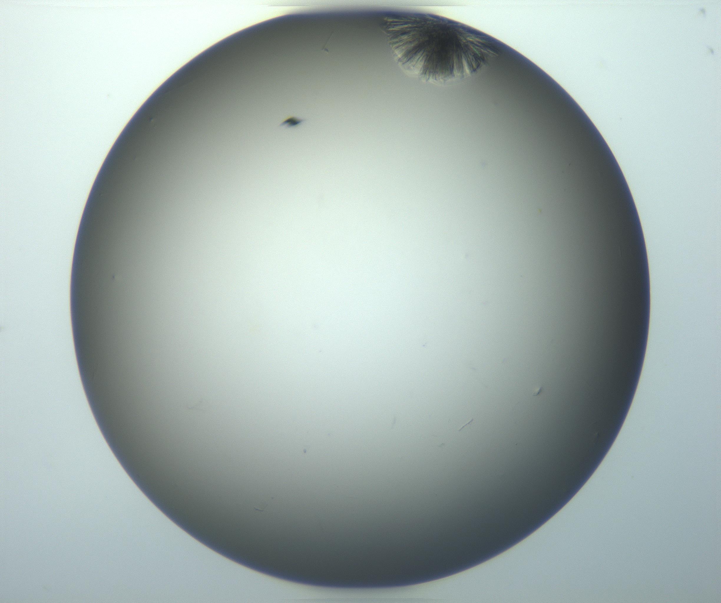 RI01_03_000_0212_Proj1_Clon1_MC_0000MC102992_005_161124_07_05_01_00_99_002_001_RAI.jpg